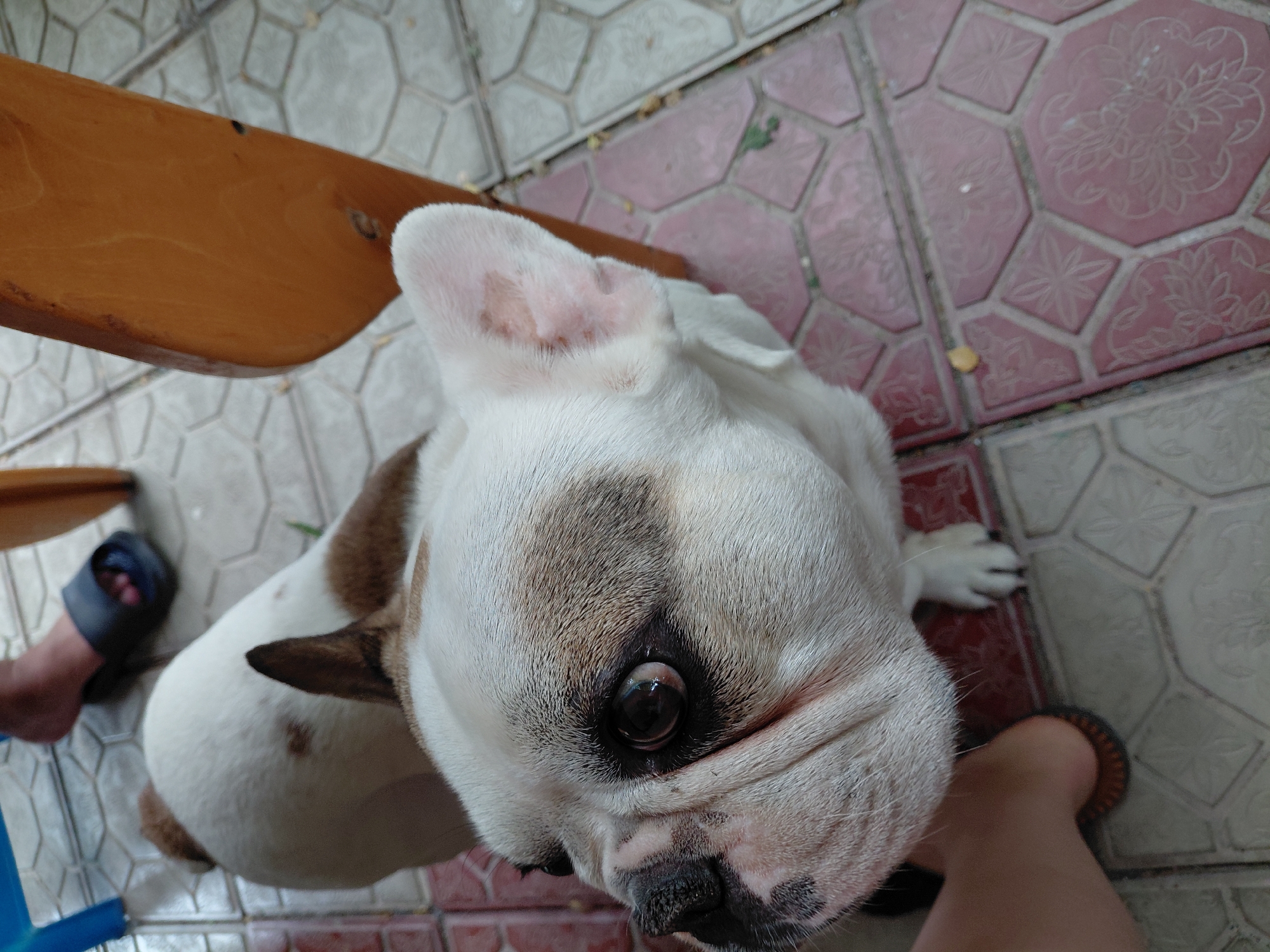 The image shows a top-down view of a white French bulldog with brown markings on its face and ears. The dog is looking up towards the camera. The setting appears to be outdoors, with a tiled floor in the background. The tiles are a mix of pink and grey, with decorative patterns. There is a wooden object, possibly a bench or table, on the left side of the image. A person's feet are visible on the left and right sides of the frame, wearing sandals. The lighting suggests it could be daytime. The dog's expression is attentive. There is no visible text in the image. The location context is Ақши, Kazakhstan.