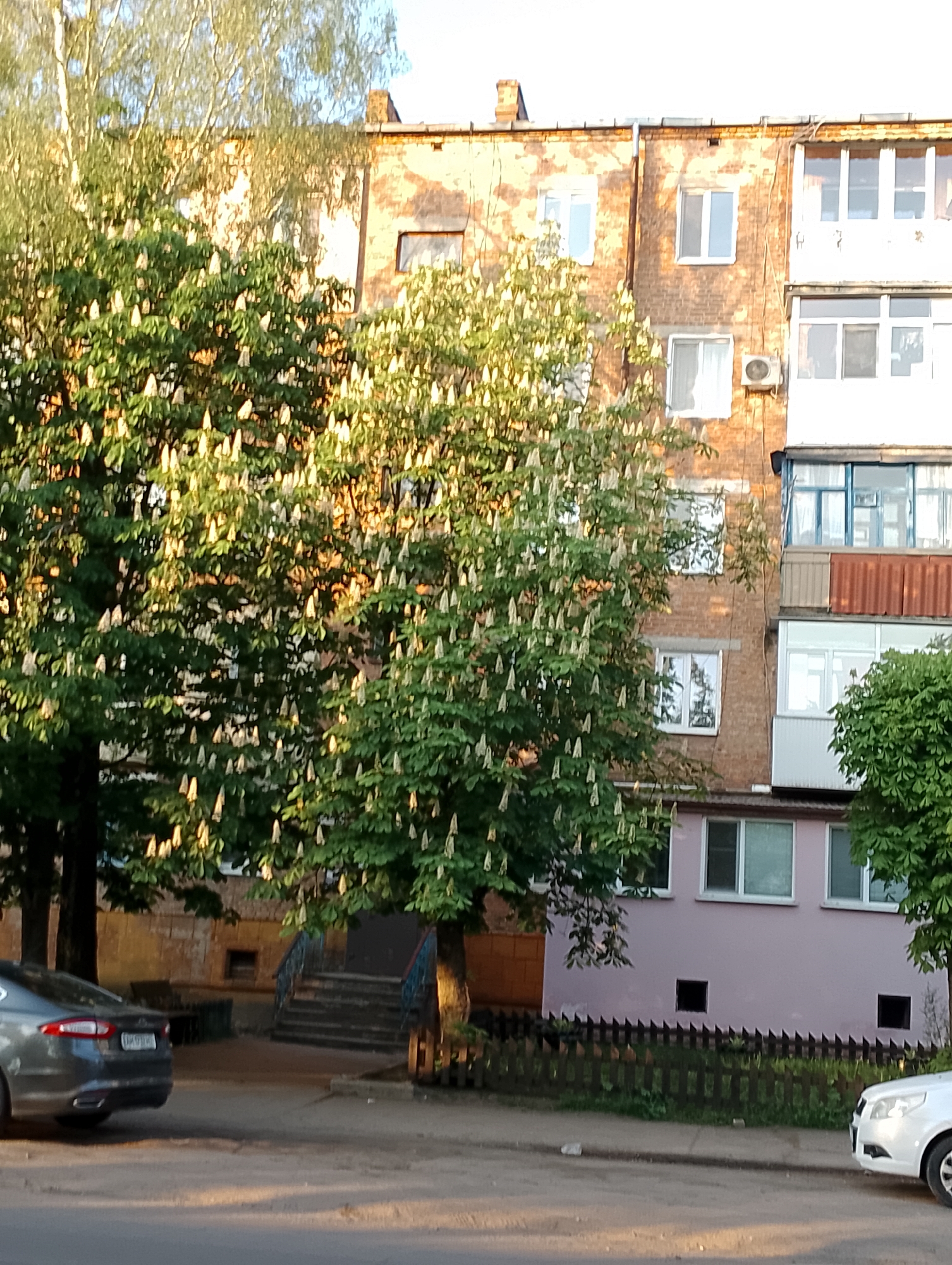 The image shows a street scene in an urban location, possibly in Unknown, Unknown. In the foreground, a gray sedan is parked on the left, and the front of a white car is visible on the right. A large tree with white blossoms dominates the center of the scene. Behind the tree is a multi-story brick building with several windows and balconies. The building appears to have a small set of steps leading up to an entrance. A low, dark fence separates the building from the street. The overall lighting suggests it is daytime, with shadows indicating a clear sky.