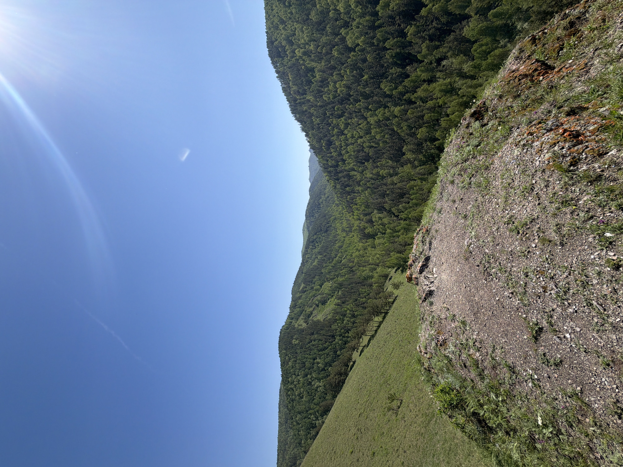 This image, captured in Krasnoyarsk, Russia, depicts an expansive natural landscape under a clear blue sky. A bright sunburst and lens flare are visible in the upper left portion of the sky, indicating clear, sunny weather, likely mid-morning or afternoon. A faint, thin contrail or streak is also discernible higher in the sky.
In the foreground, a steep, rocky, and earthen slope occupies the bottom right, covered with gravel, sparse dry grass, and small green plants, suggesting the vantage point is an elevated cliff edge or hill.
To the left and below this foreground slope, a wide, vibrant green grassy meadow extends, gently sloping towards the base of the mountains. A line of distinct, slender trees, possibly pines, stands across this meadow, creating a visual boundary. Further into the meadow, a small, indistinct brown shape, potentially an animal like a cow or horse, can be faintly seen grazing.
The midground and background are dominated by a vast expanse of rolling hills or mountains, densely covered in lush green forests. The trees appear to be a mix of deciduous and coniferous species, and the forest line stretches far into the distance, contributing to a serene and untouched natural environment.
No human activity or visible text is present in the scene. The overall impression is one of peaceful, untouched wilderness.