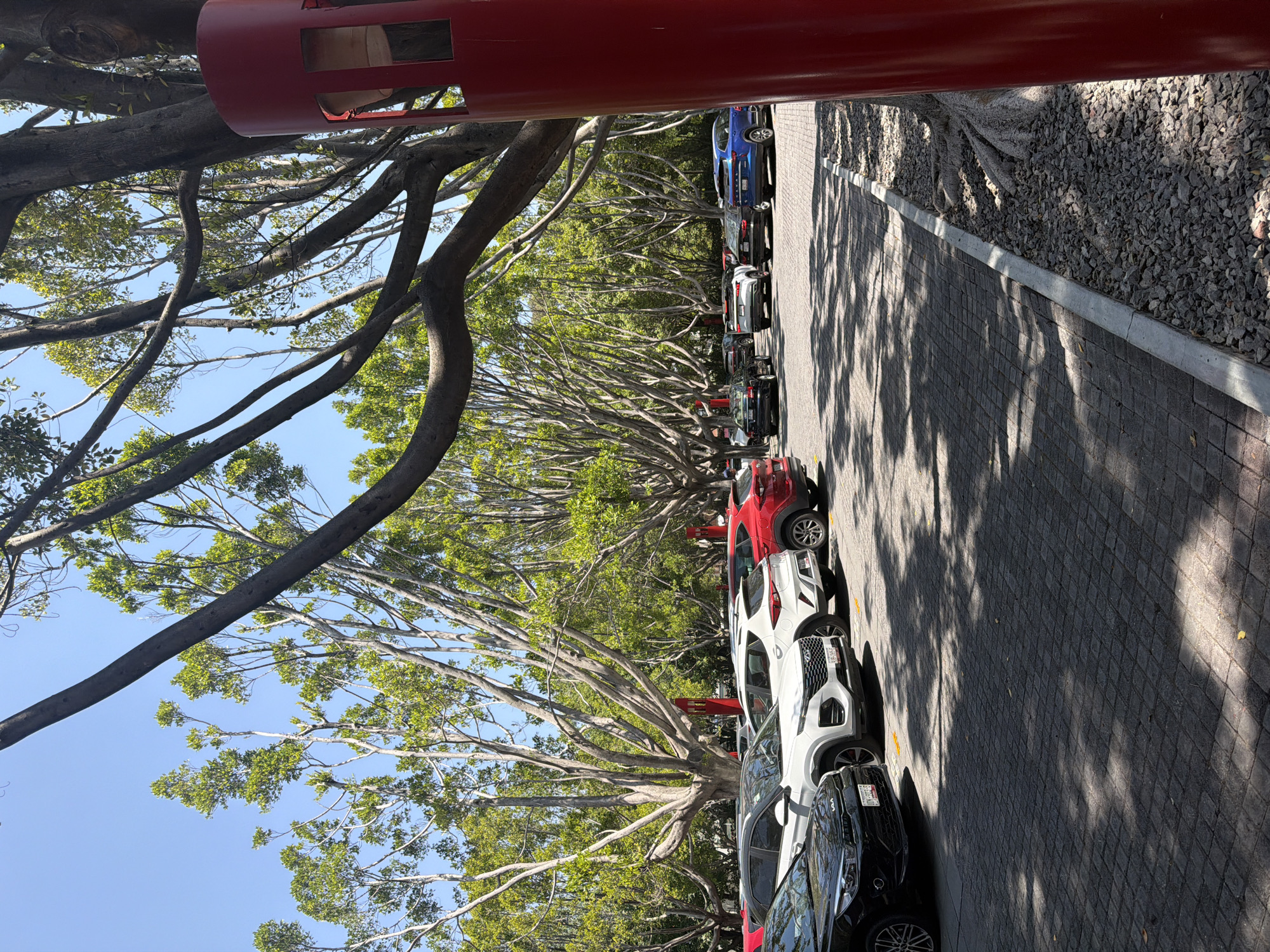 The image shows a parking area lined with trees, likely Ficus trees, with a red structure overhead, possibly a bridge or architectural element. Cars of various colors, including black, white, red, and blue, are parked along the right side of the frame. The ground is paved with patterned stones, and there's a narrow strip of gravel next to the curb. The trees cast shadows on the ground and cars. The location is Puebla, Mexico.
