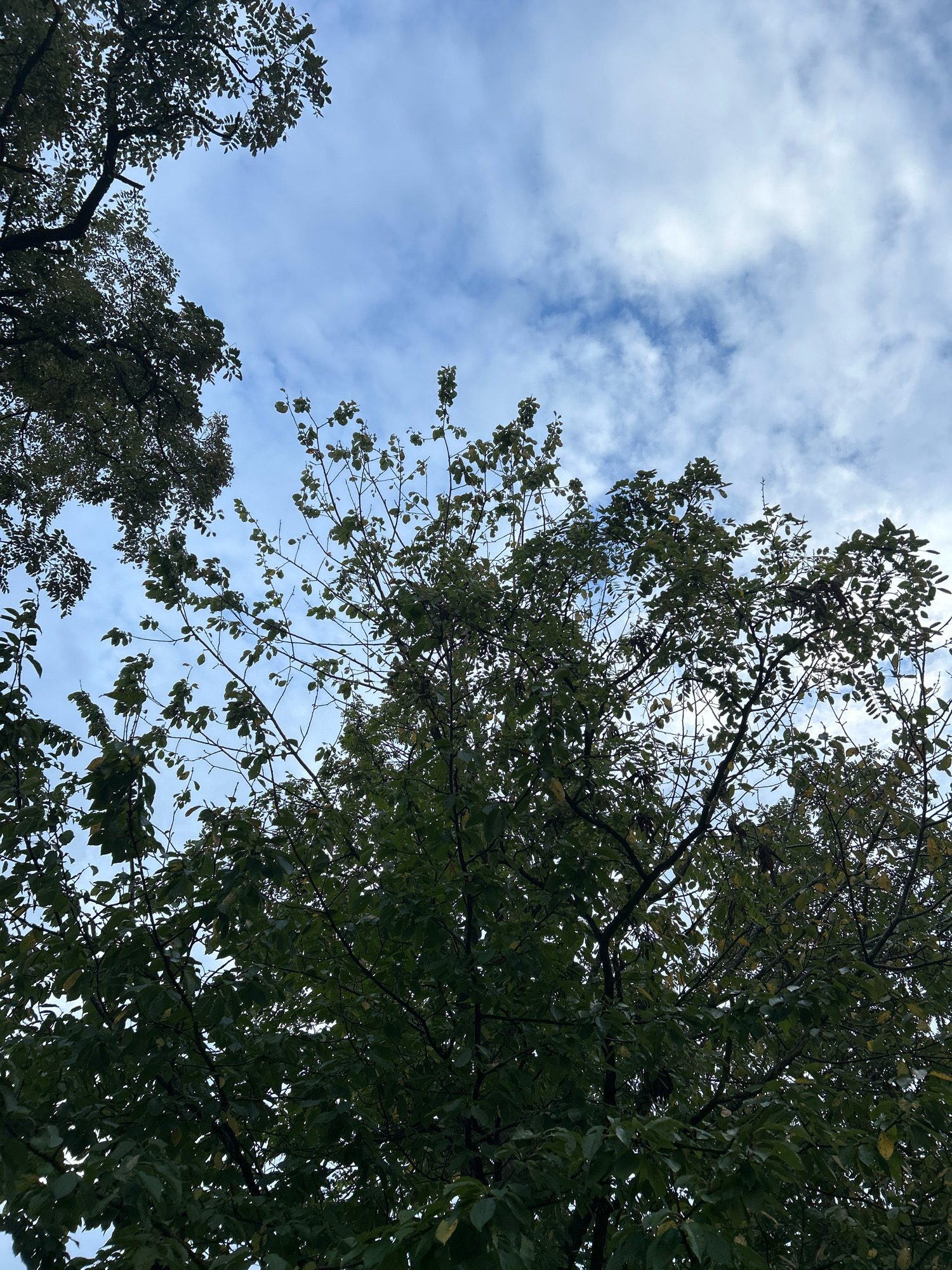 An eye-level, full shot captures the canopy of a tree against a partly cloudy sky in Robinson Township, USA. The dense foliage of the tree, rendered in dark green, dominates the lower two-thirds of the frame. The branches extend upwards and outwards, some reaching towards the top corners of the image. The sky, a soft blue, is interspersed with wispy white clouds, creating a textured backdrop for the leaves and branches. The lighting suggests an overcast day, as there are no harsh shadows. The scene is devoid of any human presence or activity.