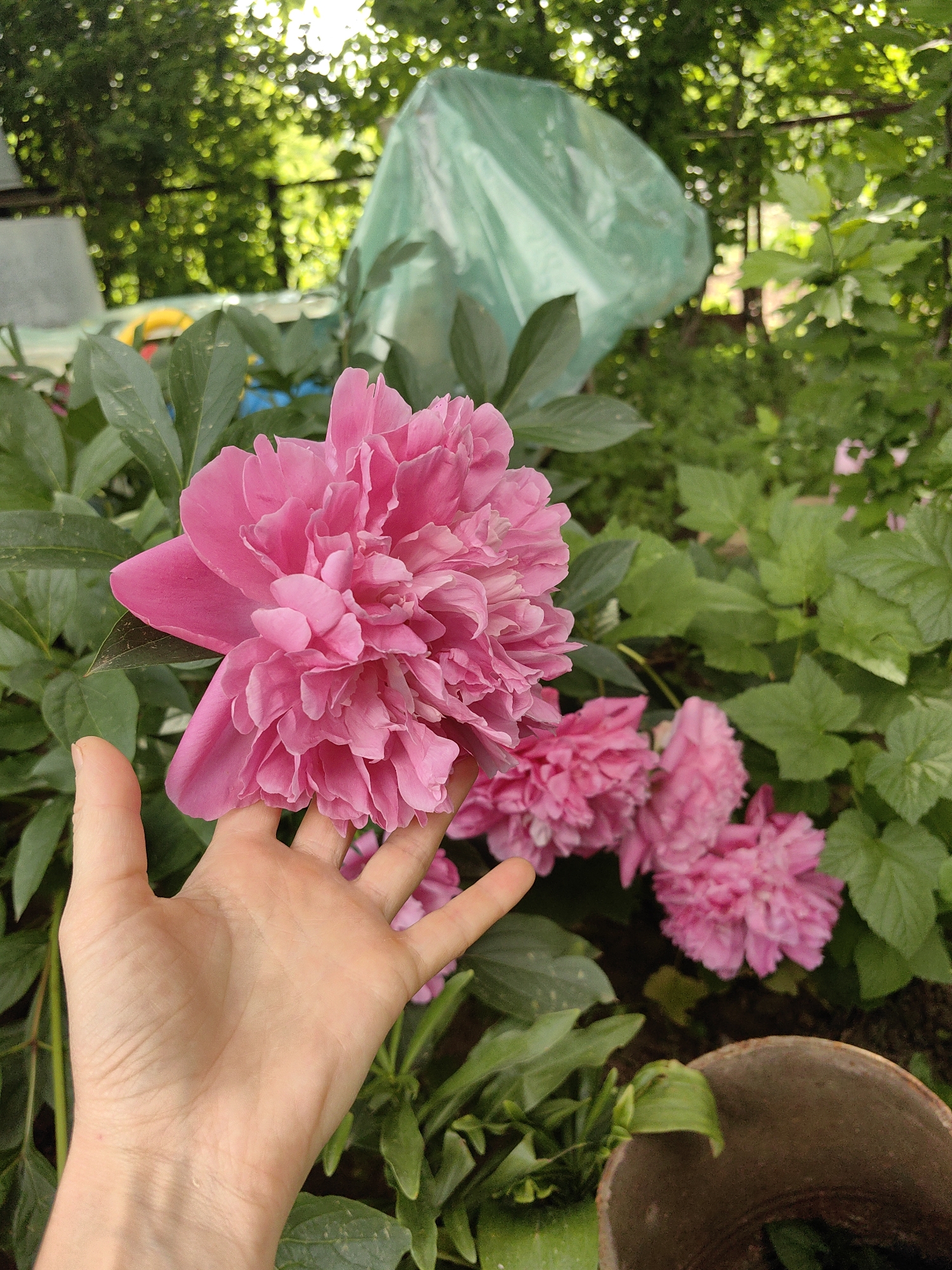 A close-up shot features a human hand holding a vibrant pink peony flower in a garden setting. The flower is large and full of delicate petals, with some of its blooms extending into the background. Lush green foliage surrounds the flower, and a hint of a terracotta pot is visible in the lower right corner. In the background, a large, light green plastic sheet is draped over an unseen object, and sunlight filters through the canopy of trees, creating a dappled effect. The scene appears to be in a residential garden in the Zuis'ke rural settlement, Ukraine.