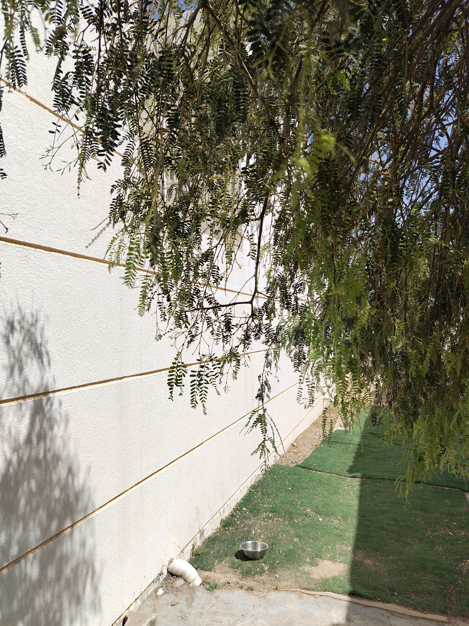 A sunny outdoor scene in Al Mas'oudi, United Arab Emirates, features a close-up view of the exterior wall of a building, partially obscured by a tree with fine, pinnate leaves. The wall is light-colored and textured, with horizontal lines running across its surface. A white PVC pipe exits from the base of the wall, near a concrete patch. A small, metallic bowl sits on the ground nearby. Adjacent to the wall is an area covered with sections of new green turf. The tree's branches and foliage dominate the upper portion of the image, casting shadows on the wall. A glimpse of blue sky is visible through the leaves. No people are visible.