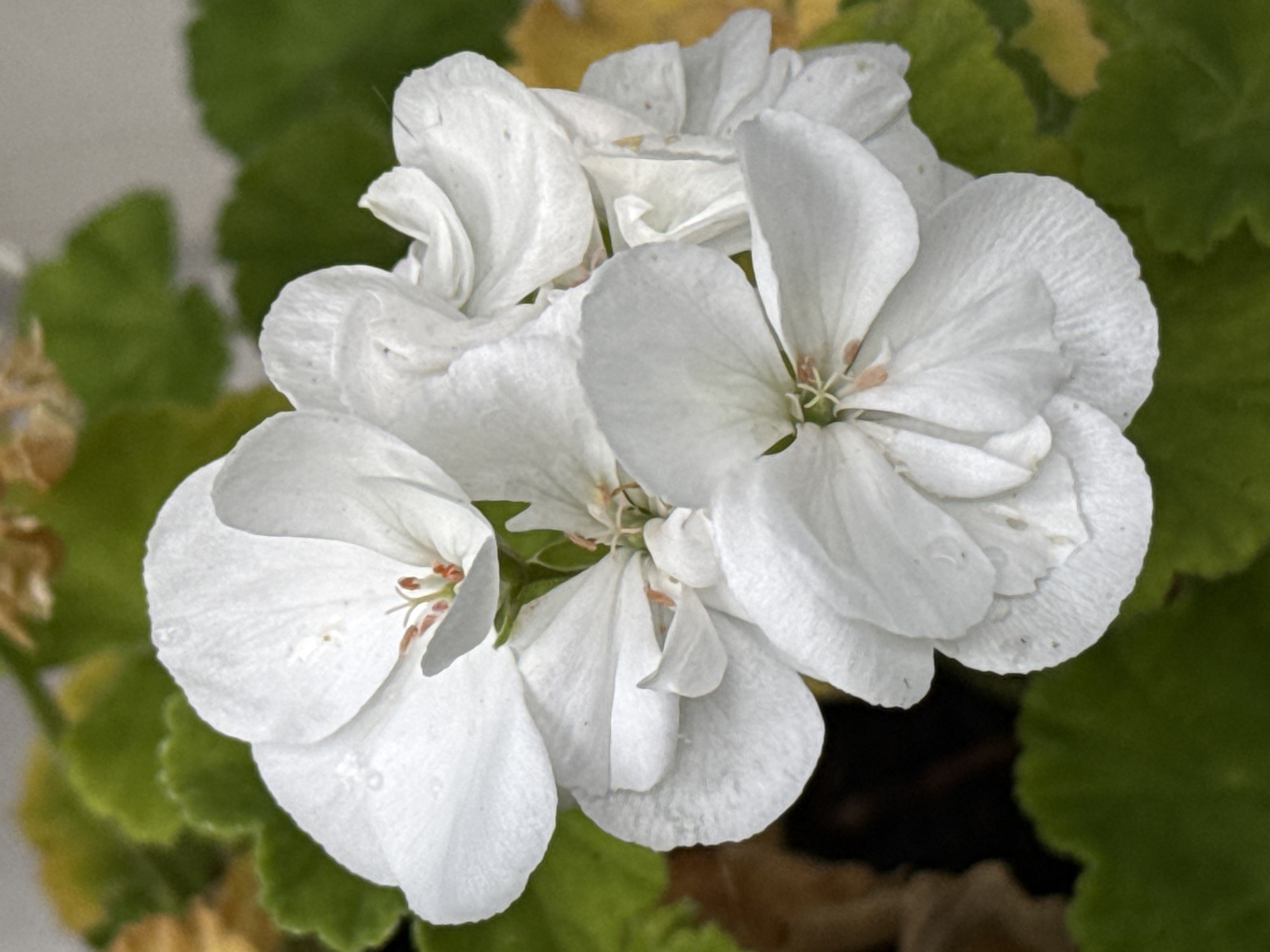 A cluster of white geranium flowers is in focus against a blurred background of green and yellow leaves, suggesting an outdoor garden setting. The flowers are delicate and detailed, with visible veins on their petals and hints of reddish-orange stamen at their centers. The lighting is soft, highlighting the texture of the petals. The image does not contain any information that would allow for its location to be identified within the city of Bad Sachsa, Germany.