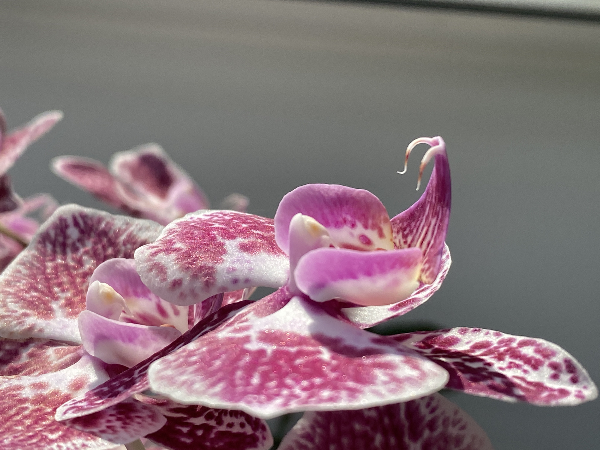 This close-up photograph features vibrant pink and white speckled orchid flowers against a soft, uniformly blurred grey background. The primary subject is a single orchid bloom, sharply in focus in the foreground, showcasing its intricate petal patterns and distinct morphology. Its petals are a mottled blend of white and various shades of magenta and deep pink, creating a delicate, spotted appearance.
A prominent feature of the foreground orchid is its complex central structure, including the labellum (lip) which is a deeper pink with white accents, and the column, from which two slender, curled, light pink tendrils extend upwards, almost like antennae. Other orchid blooms are visible in the background, out of focus, contributing to the depth of field and reinforcing the floral theme.
The lighting is soft and diffused, highlighting the textures and colors of the petals and suggesting an indoor setting with natural light, possibly from a window. There are no people or discernible activities taking place, just the static beauty of the blooming flowers. No text is visible in the image. While the location context is Fokino, Russia, there are no specific visual cues within the image itself to confirm this geographic location. The image conveys a sense of tranquility and natural elegance.