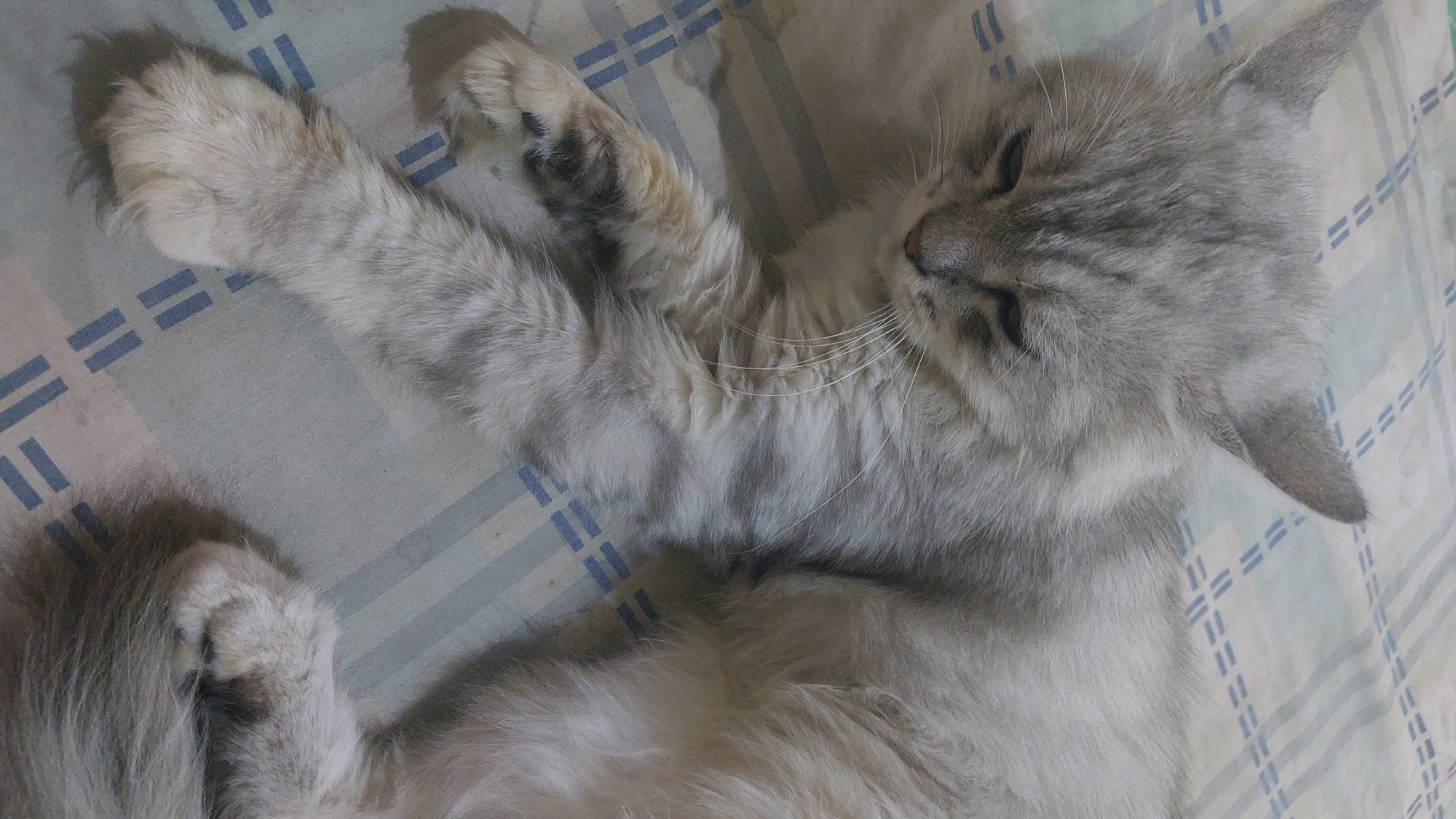 An adult, long-haired, gray tabby cat is resting on a light blue and white checkered bedspread. The cat is lying on its back with its legs extended. Its eyes are closed, and its head is turned to the right. The cat's fur is light gray with darker gray stripes. The bedspread has a grid pattern of thin blue lines and a few blue double-line dashes. The scene is likely indoors, possibly in a bedroom. The location is Jatirogo, Indonesia.
