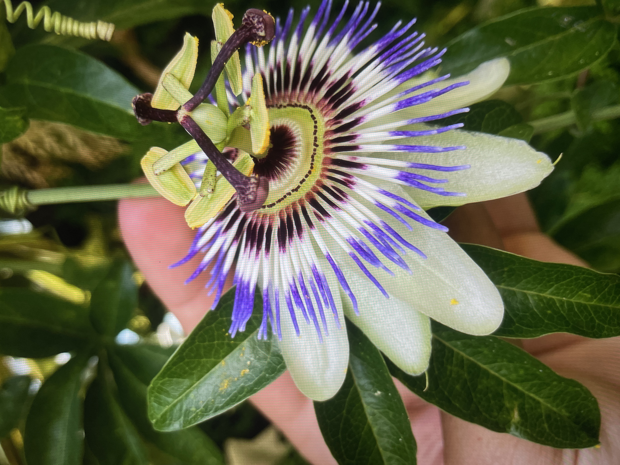 A close-up shows a passionflower in bloom, possibly in a garden setting. The flower's white petals surround a complex arrangement of purple, white, and dark brown filaments radiating from a central green and brown disc. To the left of the flower, a section of vine is visible with characteristic tendrils. The flower is partially obscured by what appears to be a hand, and green leaves fill the background. Yellow pollen is visible on the leaves and petals. The specific location within the city of Unknown, Unknown is not discernible from the image.