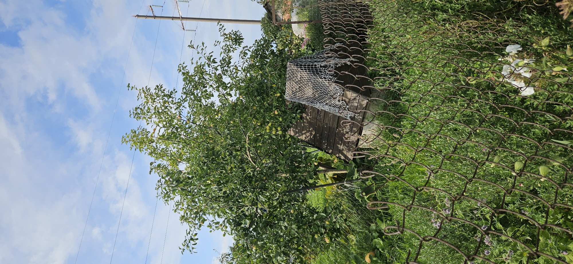 The image depicts an outdoor scene in the Mazalawski Rural Council, Belarus. In the foreground, a weathered chain-link fence runs horizontally across the frame. Beyond the fence, lush green grass and various plants, including some with small purple flowers and closed white buds, are visible. To the right, a patch of white flowers is in bloom.
Dominating the mid-ground is a mature tree, likely an apple tree, laden with green fruit. To the right of the tree, a wooden well structure with a sloping roof is situated. The well is covered with a grey net. The wooden planks of the well show signs of age and weathering.
In the background, a utility pole with insulators stands tall, supporting power lines that stretch across the frame. A glimpse of a brick building can be seen in the far right background. The sky is blue with scattered white clouds, and the overall lighting suggests a bright, sunny day. No people are present in the image.