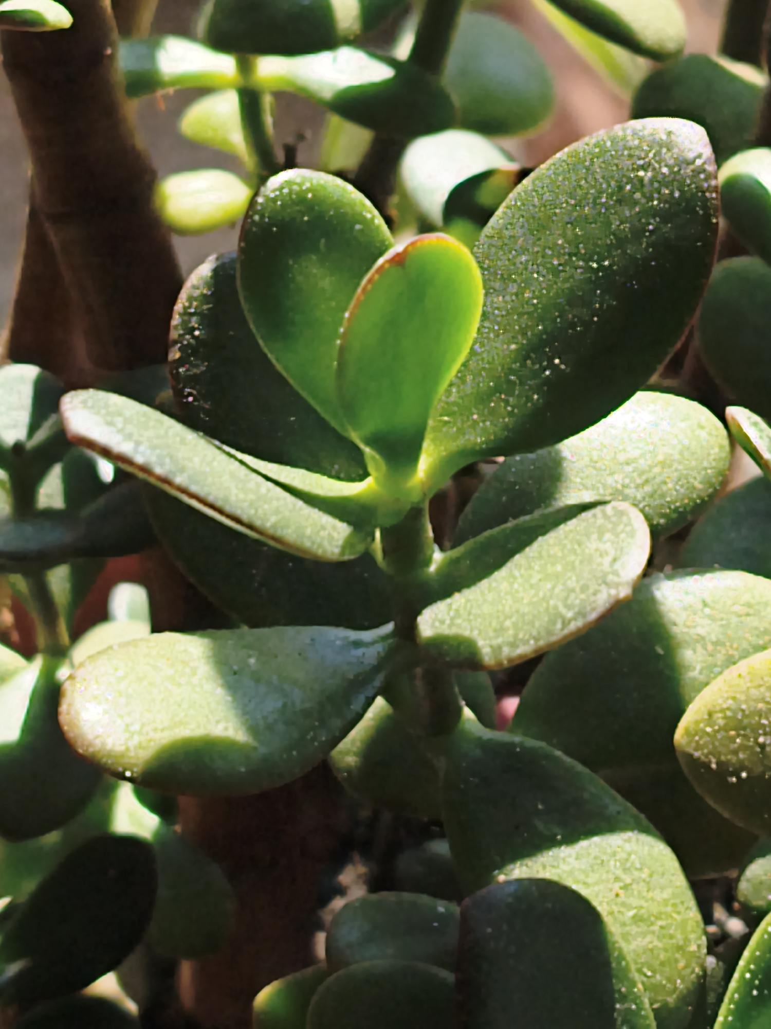 The image is a close-up, vertical, eye-level, indoor photograph of a jade plant (Crassula ovata) in Steblivka, Ukraine. The plant has thick, green, succulent leaves. Some leaves appear to have a slightly reddish hue at the edges. The surface of the leaves shows a granular texture, and some appear to be covered in tiny white specks, possibly dust or water droplets. The plant's stem is visible as a thick, brown, woody structure. The lighting suggests it is daytime, with sunlight casting shadows on some of the leaves, highlighting their glossy surface. The background is out of focus and appears to be a dimly lit interior space. There are no people or animals present in the image. The overall impression is a detailed study of the plant's foliage and structure.