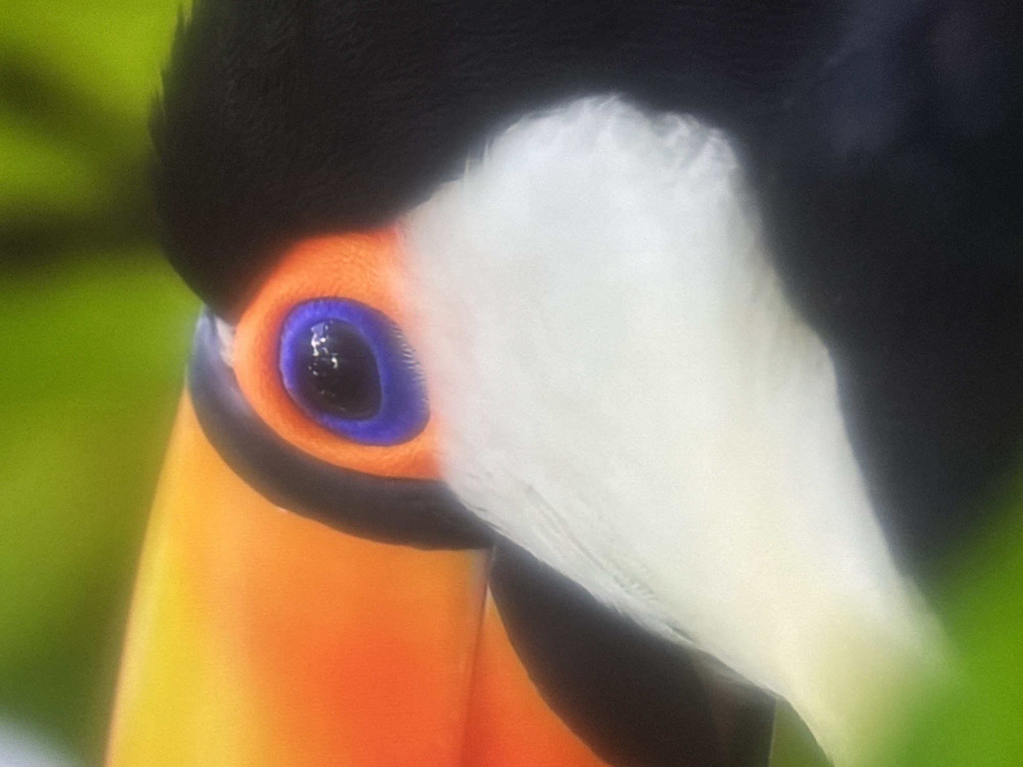The image is a close-up, partial view of a toucan's head. The toucan has a prominent orange beak with a yellow tip, and a black head with white chest feathers. Its eye is visible with a bright blue iris surrounded by a black pupil and an orange ring. The background is out of focus, showing shades of green and yellow, suggesting foliage. The image does not provide any information about the city of Almaty, Kazakhstan, as the scene depicted is a natural environment and there are no urban elements visible.