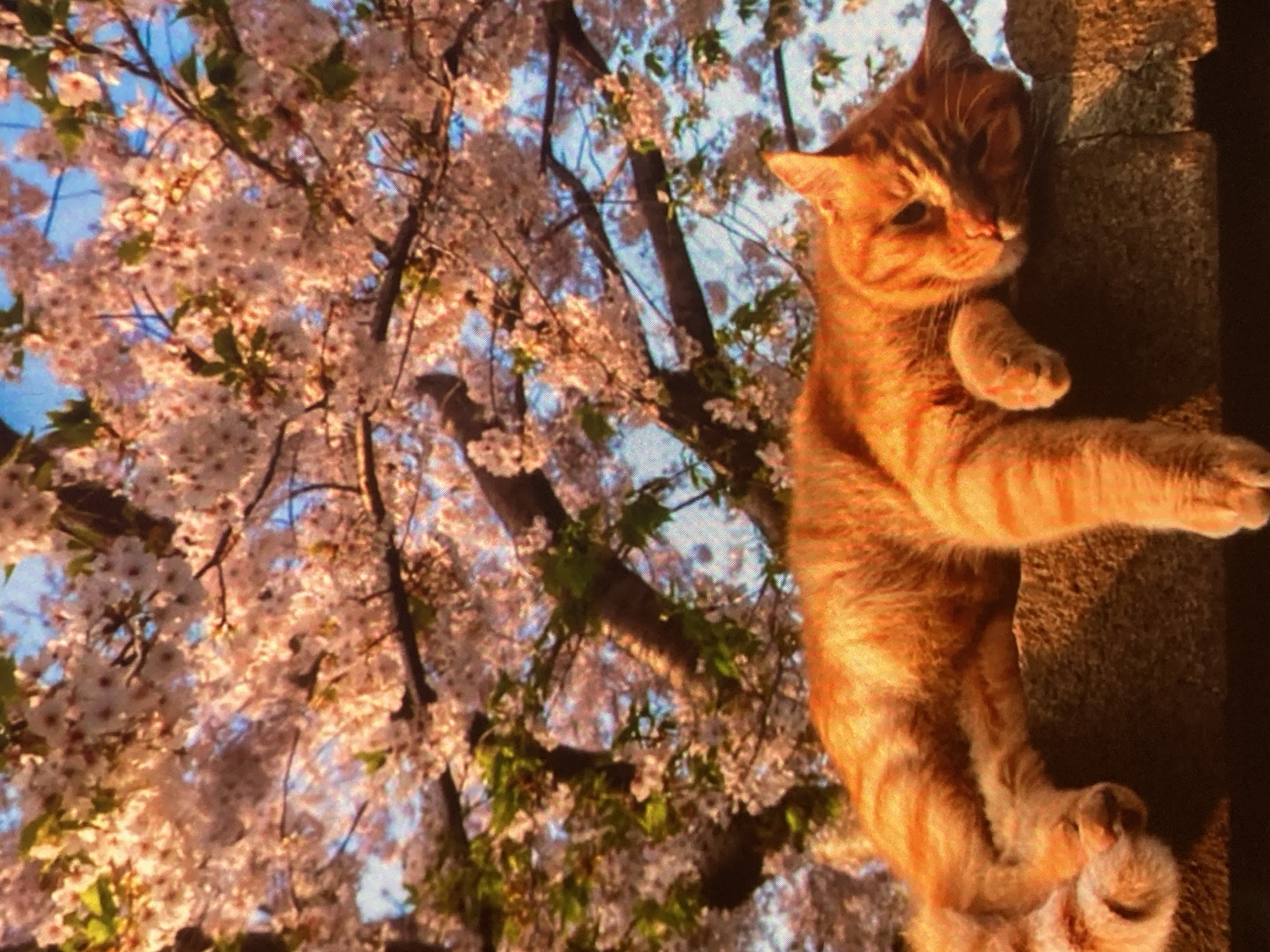 An orange tabby cat is resting on a stone ledge, its body stretched out and its head propped up. The cat appears relaxed, with its eyes partially closed. Behind the cat, a tree with delicate pink blossoms is in full bloom, its branches reaching upwards against a clear blue sky. The lighting suggests it is either early morning or late afternoon, casting a warm glow on the scene. The image is an outdoor shot, likely in a park or garden setting, potentially within the city of Ustyvytsia, Ukraine.