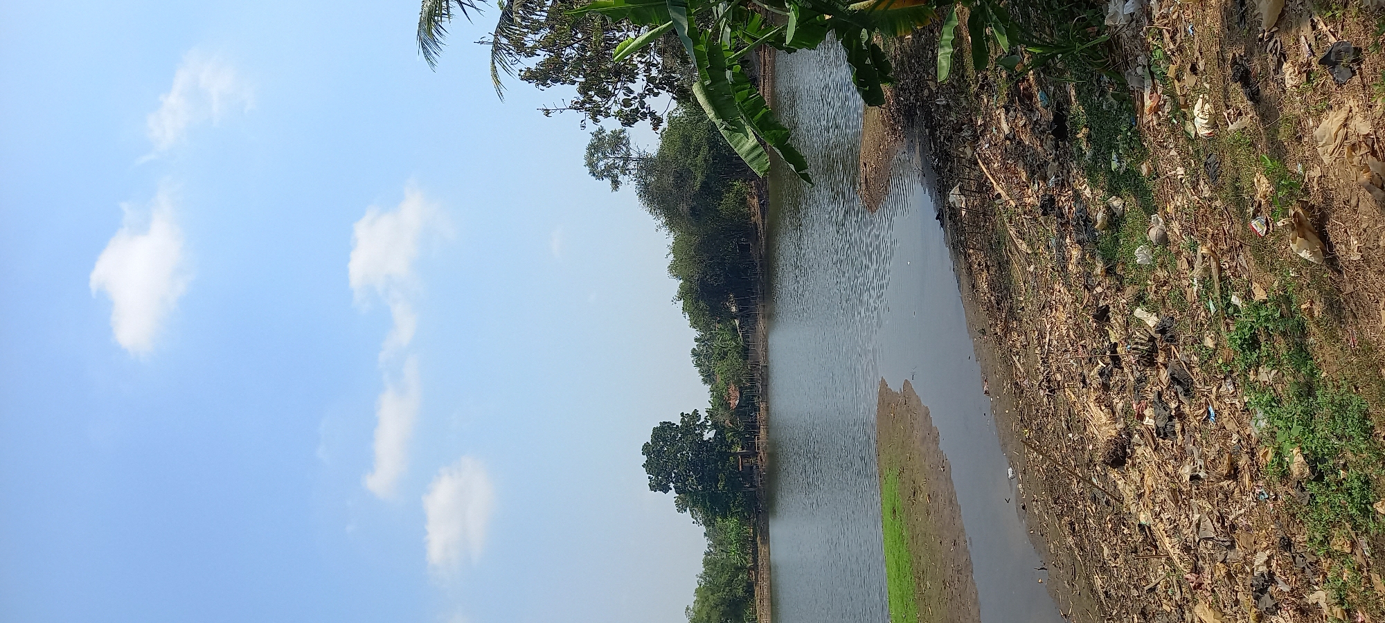 A serene scene unfolds at a tranquil pond in Sidamulya, Indonesia, bathed in the soft glow of a clear day. The water, a mirror reflecting the cerulean sky dotted with a few wispy clouds, laps gently at the muddy shore. Lush green grass fringes one side of the pond, contrasting with the dry, debris-strewn earth on the other. The background is a tapestry of vibrant green, with dense foliage and tall trees forming a natural backdrop. In the distance, a cluster of rustic huts with thatched roofs peeks through the trees, hinting at a small, peaceful settlement. Banana leaves, vibrant and broad, frame the foreground, adding a touch of tropical charm to the idyllic landscape. The overall impression is one of tranquility and natural beauty, a hidden gem in the heart of Sidamulya.