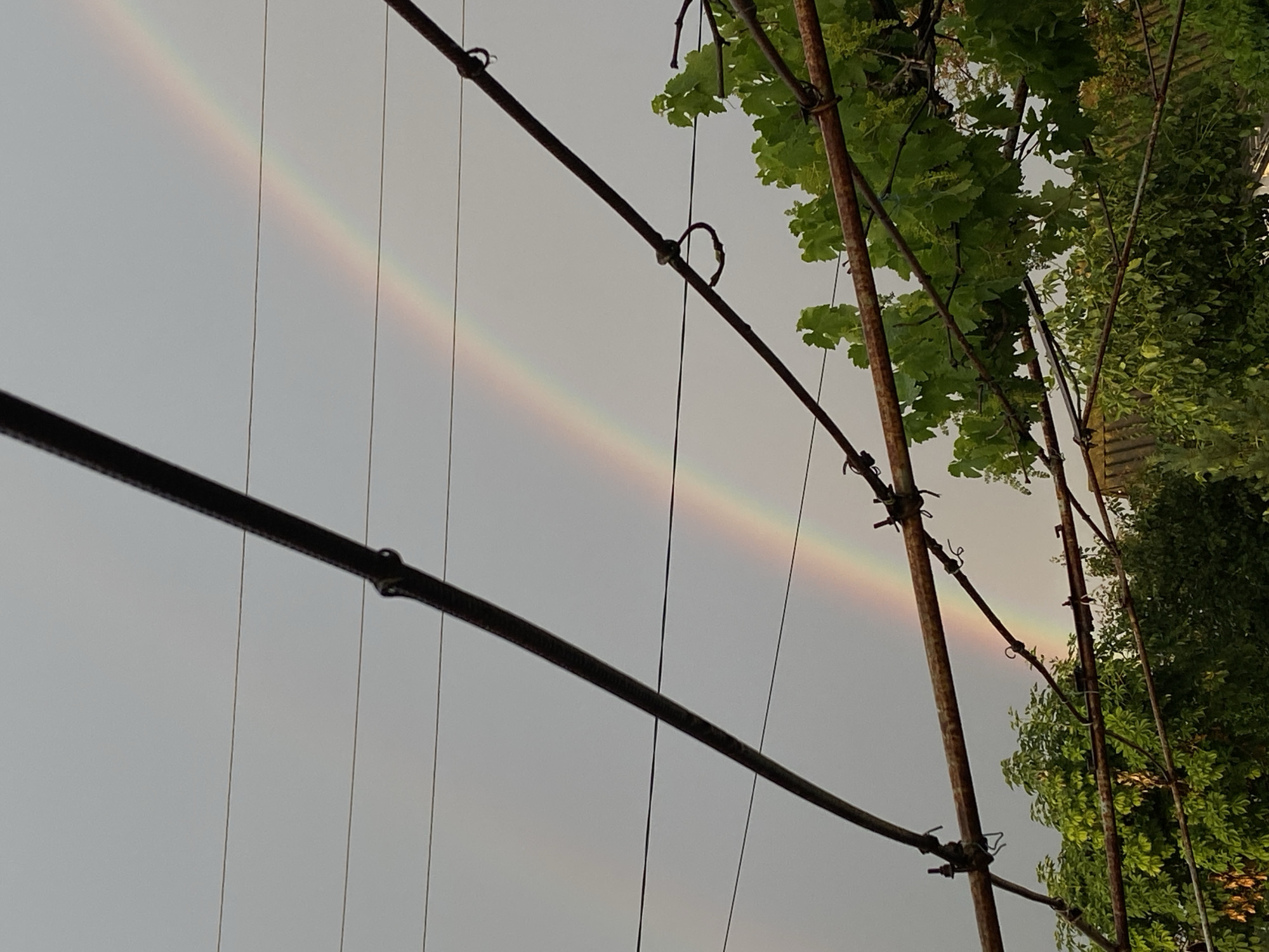 The image shows a double rainbow in a cloudy sky, viewed from below and behind some wires and metal poles. Green leaves from trees are visible in the upper right portion of the frame. The wires appear to be part of an outdoor structure, possibly a trellis or support system for plants. The metal poles are rusty and have visible fasteners holding wires. The lighting suggests it is daytime, possibly after a rain shower, as indicated by the presence of the rainbows and the overcast sky. The scene is outdoors and appears to be in a natural or semi-natural setting, with the focus on the atmospheric phenomenon of the double rainbow. There is no visible text in the image.