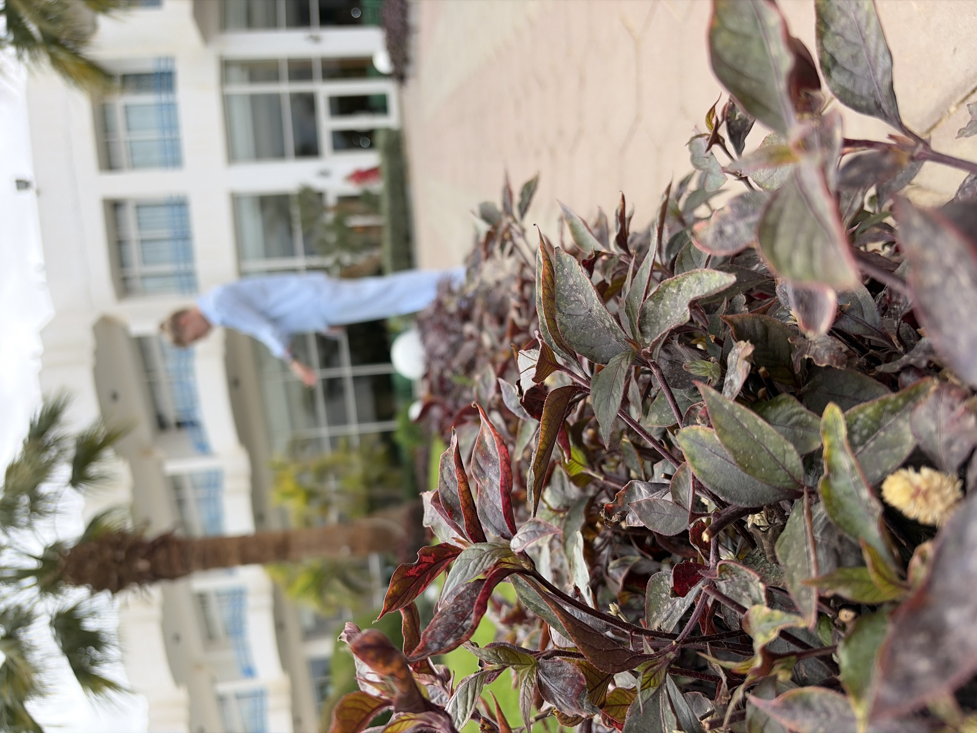 The image, rotated counter-clockwise, shows an outdoor scene in Sharm El Sheikh, Egypt.
Foreground: A dense bush of reddish-green foliage occupies most of the right side of the frame.
Background: Out-of-focus features include a white building with blue-tinted windows, a palm tree, and a person in a light-blue shirt. The ground appears to be tiled or paved.