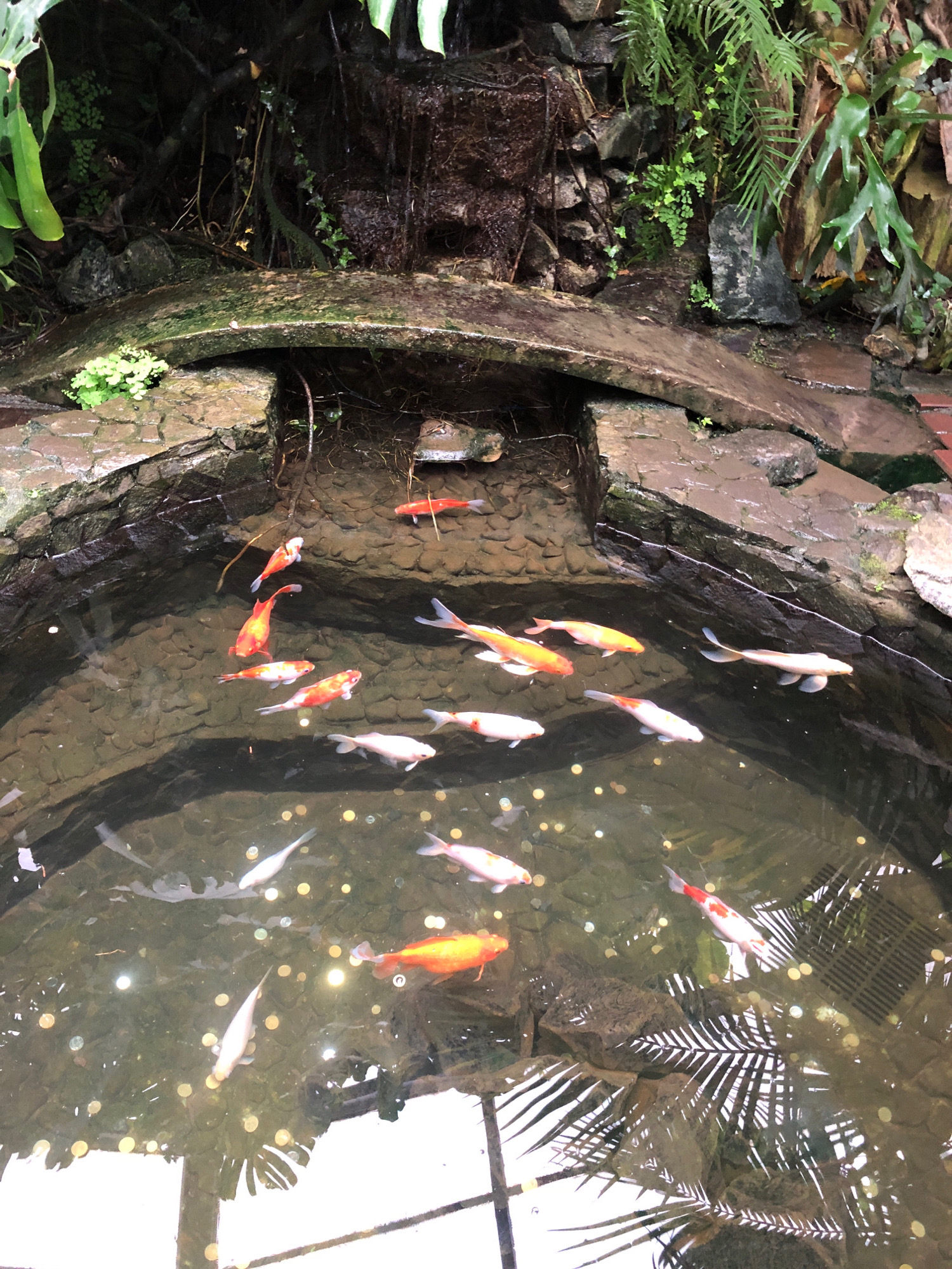 This image depicts a koi pond, likely an outdoor water feature in Lviv, Ukraine. The pond is filled with clear water, inhabited by several koi fish of varying colors, primarily orange, white, and red. The pond is surrounded by rocks and greenery, suggesting a natural or landscaped setting. A small waterfall cascades into the pond from a rocky ledge. Sunlight reflects off the water's surface, creating bright spots and dappled patterns. The overall impression is one of tranquility and natural beauty.