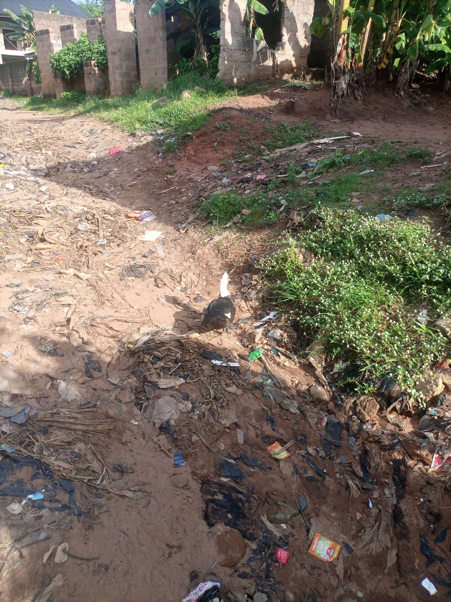The image depicts a poorly maintained outdoor area in Nkpor, Nigeria, characterized by significant litter and debris. The ground is primarily dirt, littered with various plastic bags, wrappers, and other discarded items. In the foreground, a black and white duck is visible, foraging amongst the trash. Behind the duck, a dense patch of small white flowers and green grass grows amidst the debris. To the left and in the background, partially constructed concrete buildings stand, some with visible rebar, suggesting an unfinished or abandoned construction site. Vegetation, including banana plants, is present around the structures and along the edges of the scene. The overall environment appears neglected and unsanitary.