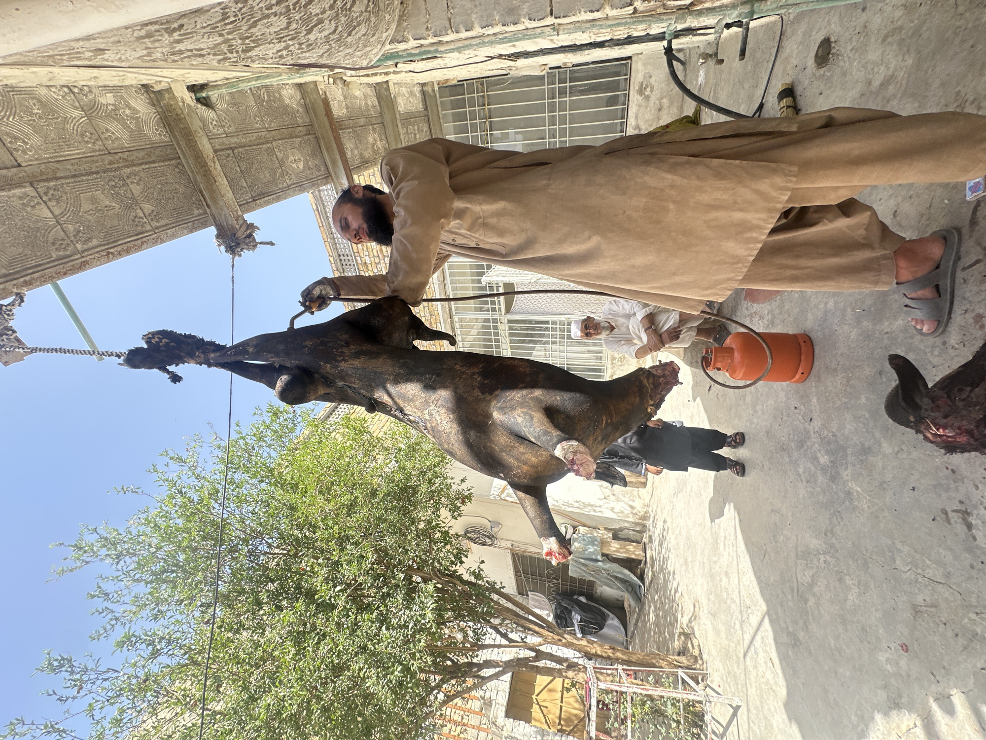 In Quetta City Tehsil, Pakistan, a man in a tan shalwar kameez is butchering a large animal, likely a cow or buffalo, suspended from a rope under a covered outdoor area. He holds a tool, possibly for skinning or cutting the carcass. An orange gas cylinder sits nearby. Two other men observe; one sits in white clothing, and the other in dark clothing, stand in the background. The scene takes place in a courtyard with a tree and a building with barred windows. Another head is also on the bottom right of the picture.