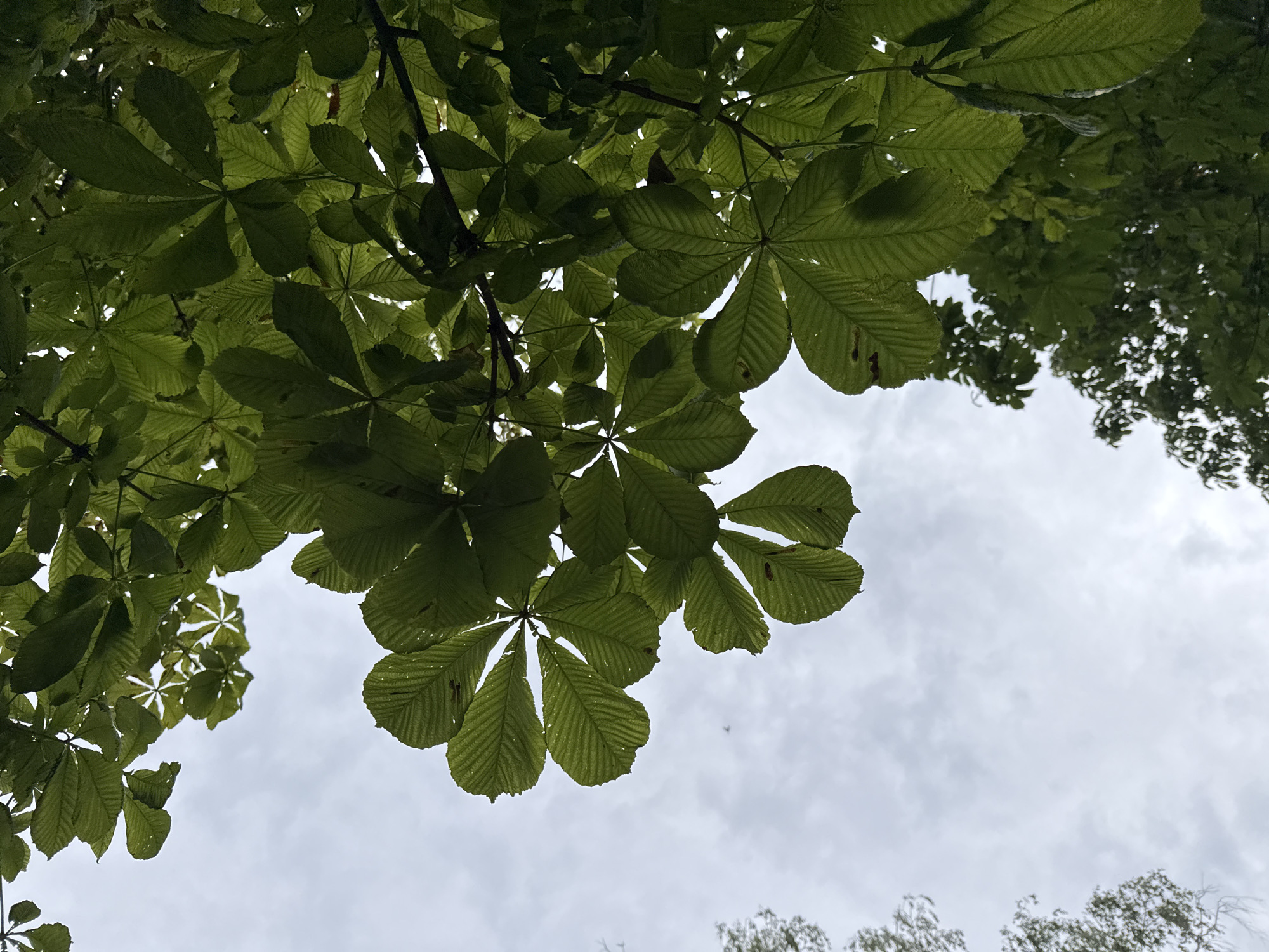 The image shows a low-angle view looking up through the canopy of horse chestnut trees in Piatykhatky, Ukraine. The leaves are a vibrant green, some with visible veins and a slightly serrated edge. The sky is overcast with soft, diffused light, creating a muted backdrop. The foreground is dominated by the large, palmate leaves of the horse chestnut trees, with branches visible amongst them. In the distance, other trees with denser foliage can be seen. There are no people or animals visible in the frame. The overall impression is one of lush greenery against a cloudy sky.