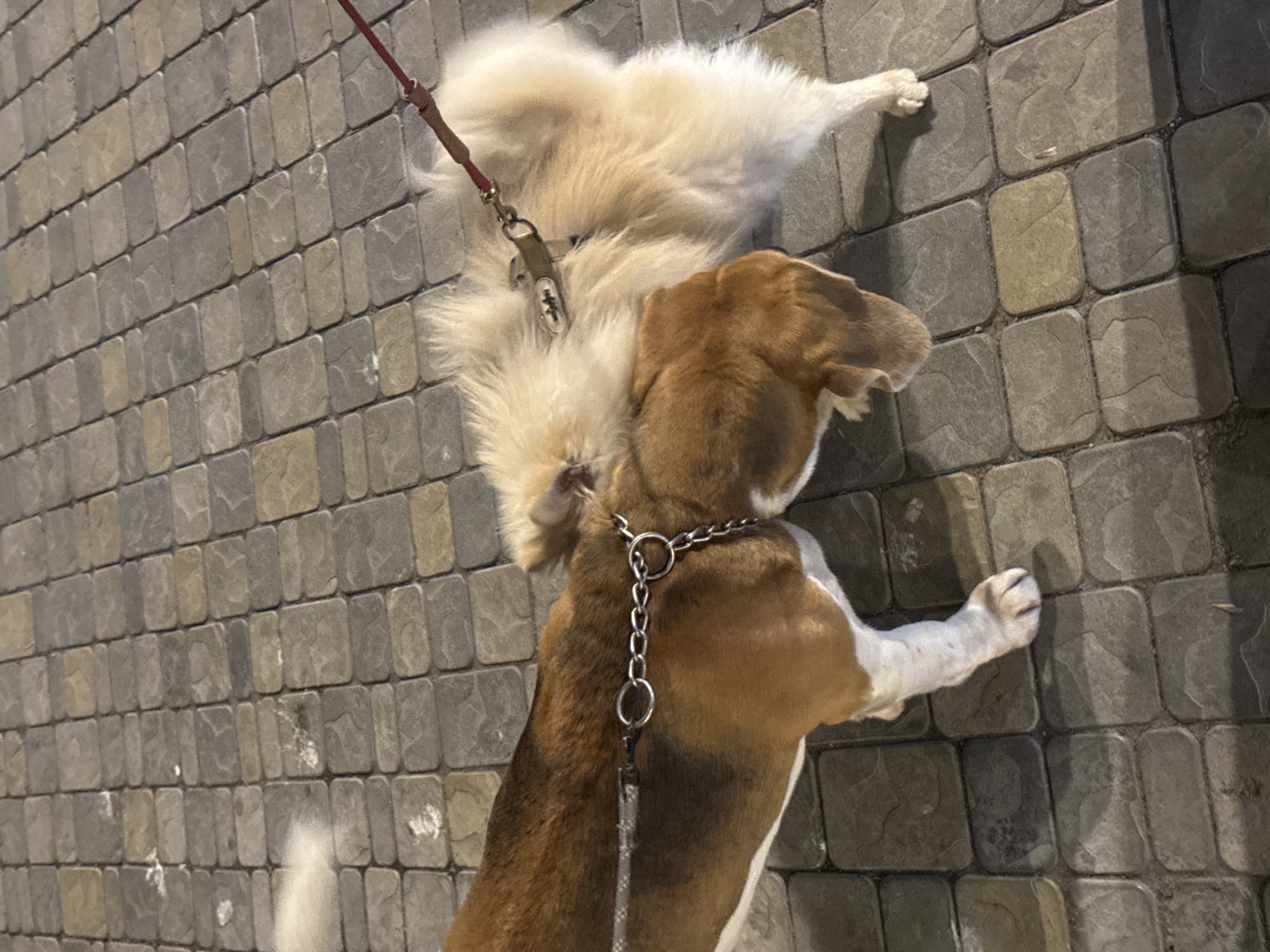 The image depicts an outdoor, ground-level view of two dogs interacting on a paved surface. A tri-color (brown, white, and black) Beagle-type dog, positioned to the left, wears a silver-colored metal chain collar. Its head is lowered towards a second dog, a fluffy, light cream-colored Spitz-type dog, positioned to the right. The cream-colored dog wears a dark harness with a silver-colored clip, to which a red leash is attached, extending out of the frame upwards and to the right. The dogs are in close physical proximity, appearing to sniff each other. The ground is paved with rectangular interlocking pavers in various shades of grey and tan. The lighting suggests artificial illumination, possibly at night, with subtle shadows visible on the ground. The specific location within the city of Yerevan, Armenia, cannot be determined from the visual information present in the image.