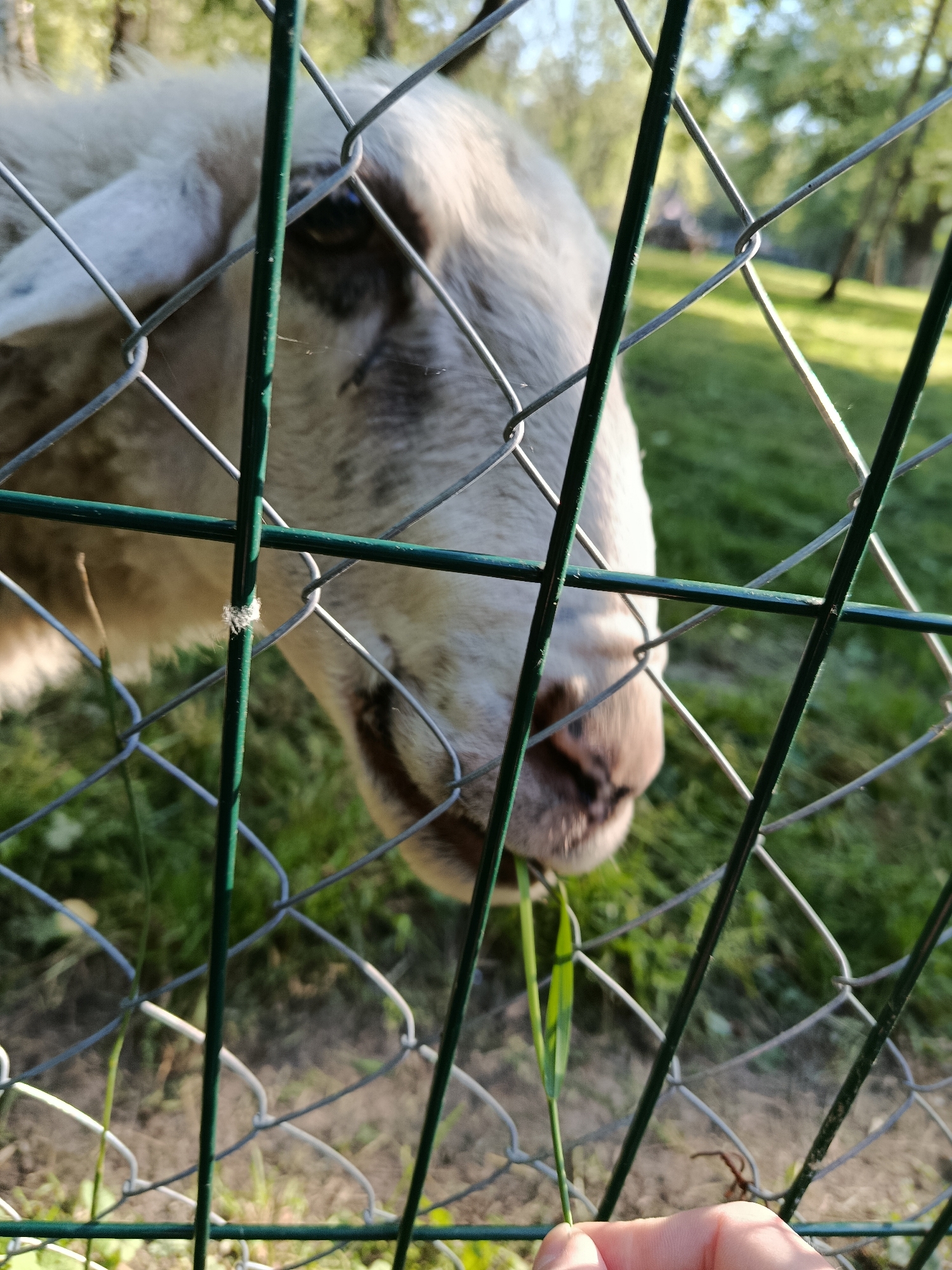A close-up, slightly angled outdoor shot shows a sheep's head and neck behind a chain-link fence. The sheep's face is partially obscured by the fence's wire mesh and is turned to the right, with its nose and mouth visible as it eats a blade of grass offered by a person's hand. The sheep has light-colored wool and dark markings around its eyes. The background consists of a green grassy area with trees and dappled sunlight. A hand with a blade of grass is positioned in the lower right foreground, reaching through the fence.