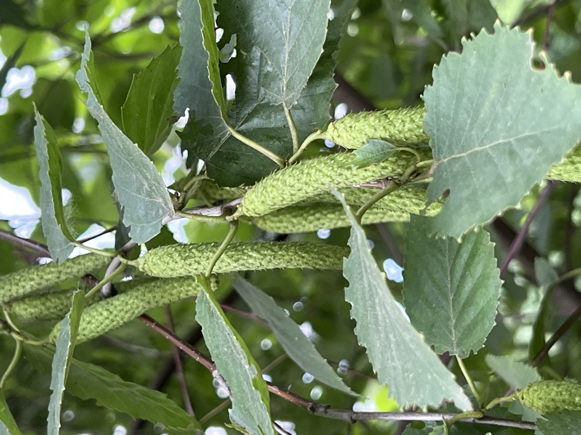 The image shows a close-up view of a tree branch with green leaves and elongated, textured green catkins. The leaves are serrated along the edges, and some have holes. The catkins are cylindrical and covered in small, bumpy protrusions. The background is blurred and green, suggesting a leafy environment. While it's impossible to confirm the exact location without more specific details or metadata, the visual characteristics are consistent with tree species commonly found in urban environments like Krasnodar, Russia. No people or animals are visible in the frame.
