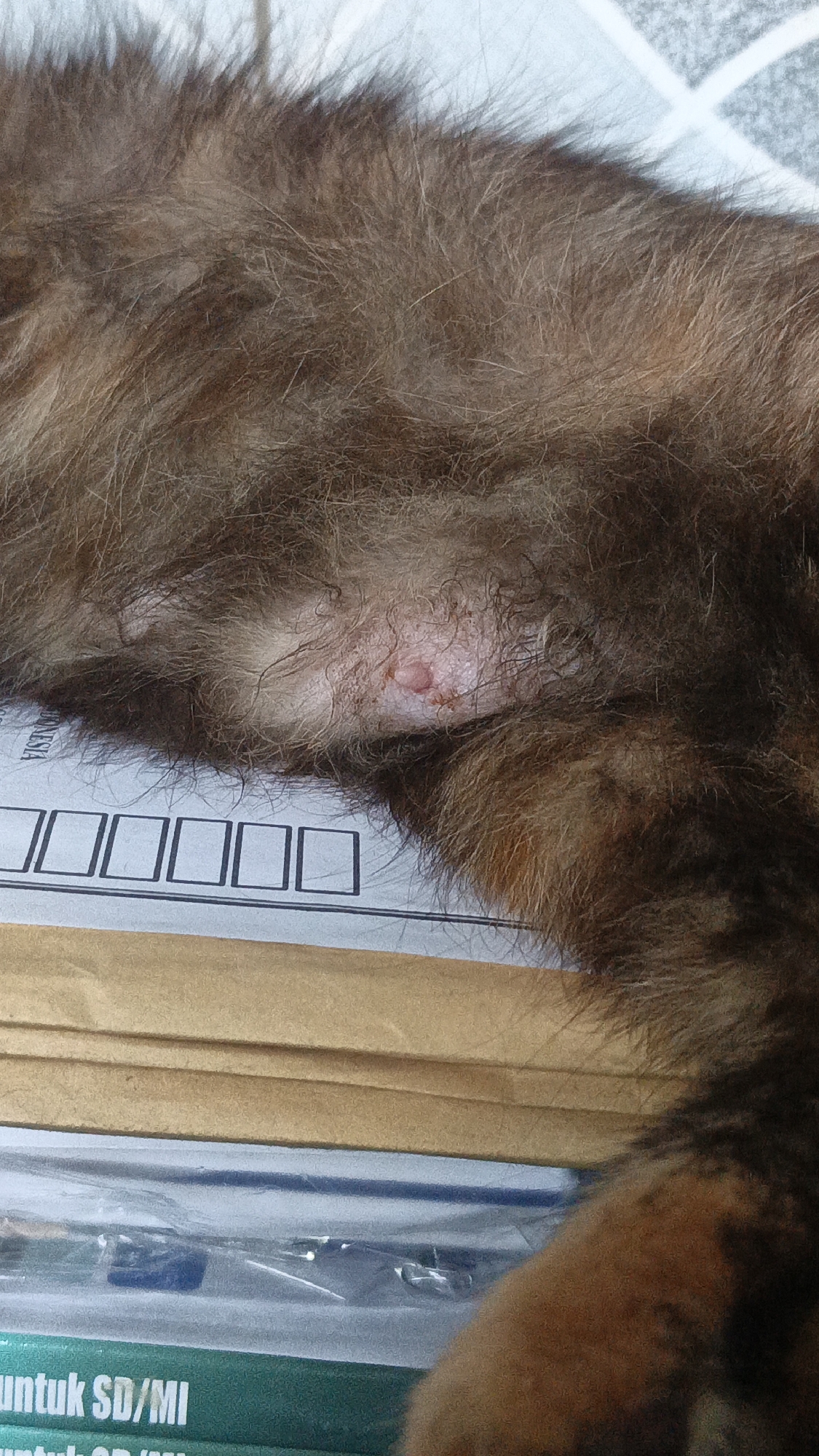 The image shows a close-up of a cat's abdomen, with a patch of skin that appears irritated or has a small lesion. The cat's fur is brown and fluffy. Beneath the cat, there are sheets of paper with text and boxes. The paper in the foreground has green and white printing. The overall setting appears to be indoors, likely in a home, as suggested by the presence of papers and a pet. The location is not determinable from the visual information in the image.