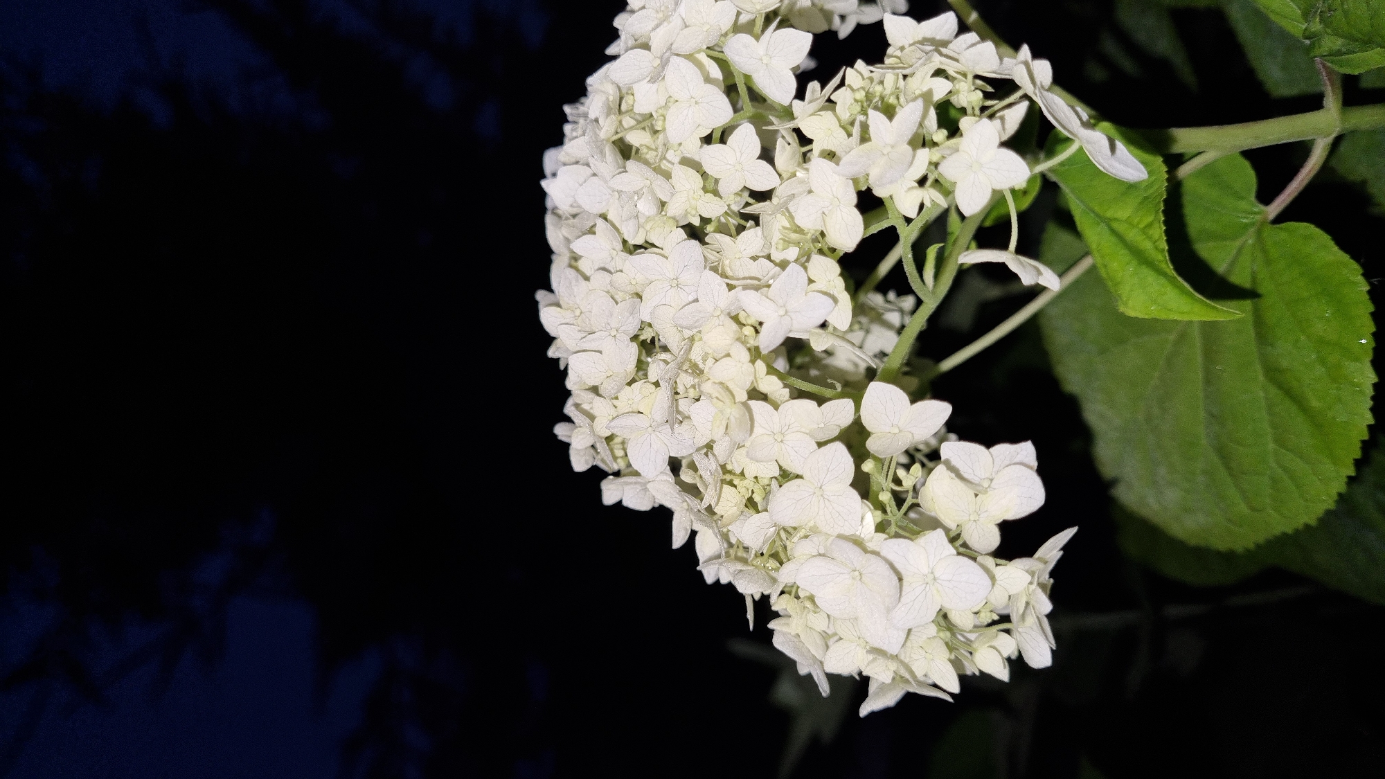 The image shows a close-up view of a cluster of white hydrangea flowers against a dark, out-of-focus background. The flowers are detailed, with individual petals visible, and some appear to have a light dusting of pollen or dew. Below the flowers, a large, green leaf is prominent. The overall impression is that of a nighttime photograph, possibly taken in a garden or natural setting within Vysokoe, Russia. There are no people or animals visible in the image, and no discernible actions or interactions are taking place. The environment appears to be outdoors, with the dark background suggesting it is either nighttime or a heavily shaded area.