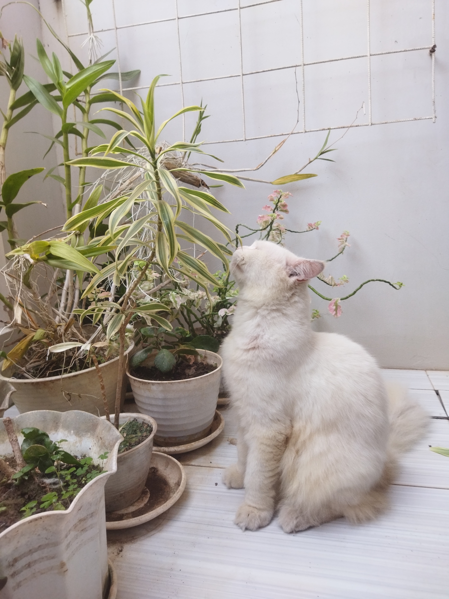 An outdoor scene in the city of Banjar, Indonesia features a fluffy white cat sitting on a tiled floor next to several potted plants. The cat is looking upwards at a plant with thin, delicate branches and small pink flowers. In the background, there is a white tiled wall with a grid pattern. The potted plants vary in size and type, with some having long, green and yellow striped leaves and others showing smaller green foliage. The lighting suggests it is daytime.