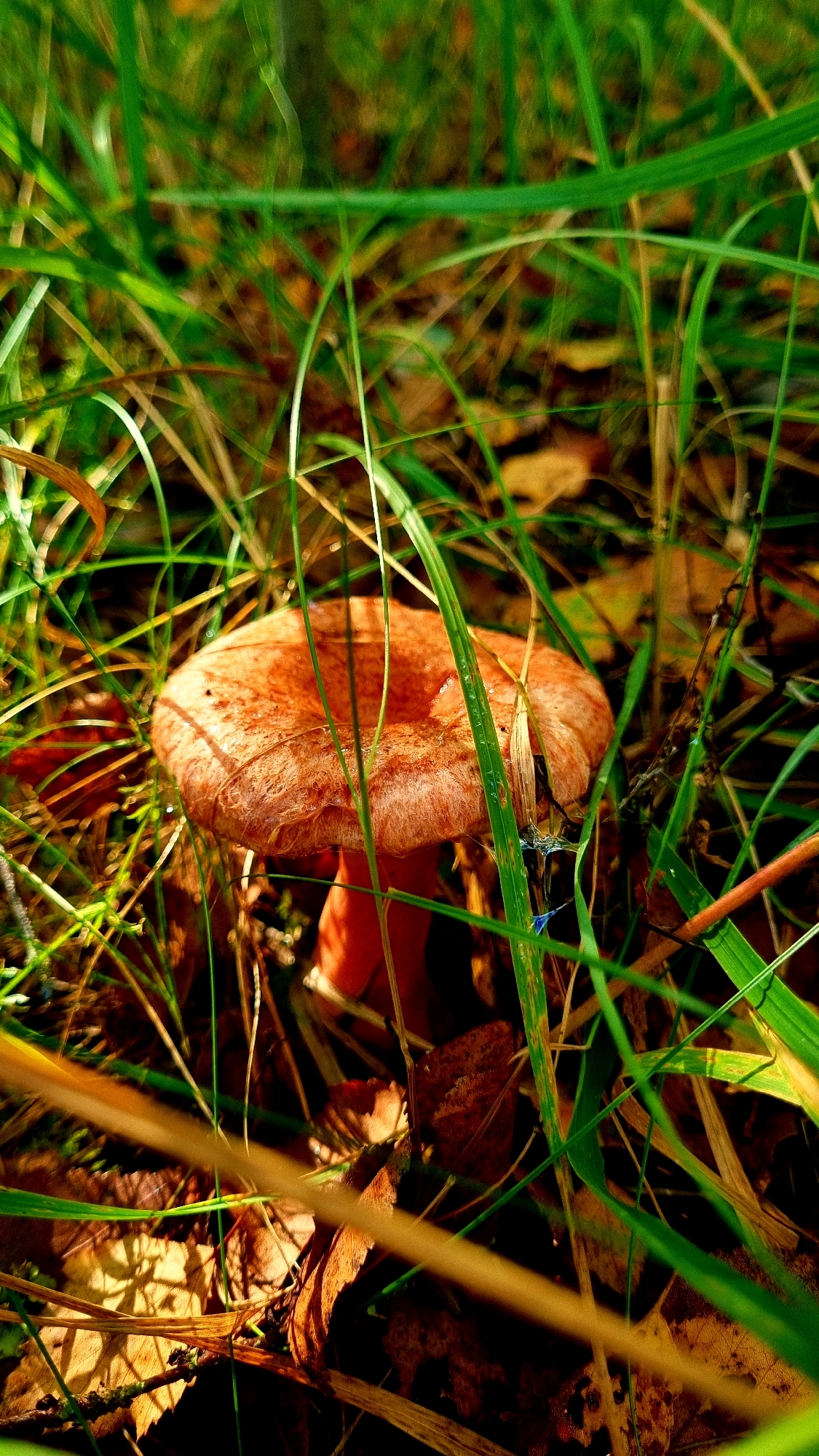 The image displays a close-up, low-angle shot of a single, orange-capped mushroom growing in tall green grass and fallen autumn leaves. The mushroom's cap is slightly convex and has a textured surface with some darker speckles. Its stem is a brighter orange and appears to be slender. The surrounding grass is a vibrant green, with some blades in sharp focus and others blurred in the background, suggesting a shallow depth of field. Fallen leaves, mostly brown and reddish, are scattered around the base of the mushroom and among the grass blades. The lighting creates strong contrasts, with sunlight illuminating parts of the scene and casting shadows. There are no people or animals visible in the image. The setting appears to be a natural outdoor environment, possibly a forest floor or a grassy clearing. The location in Vysokoe, Russia, is inferred and not directly depicted in the visual elements.