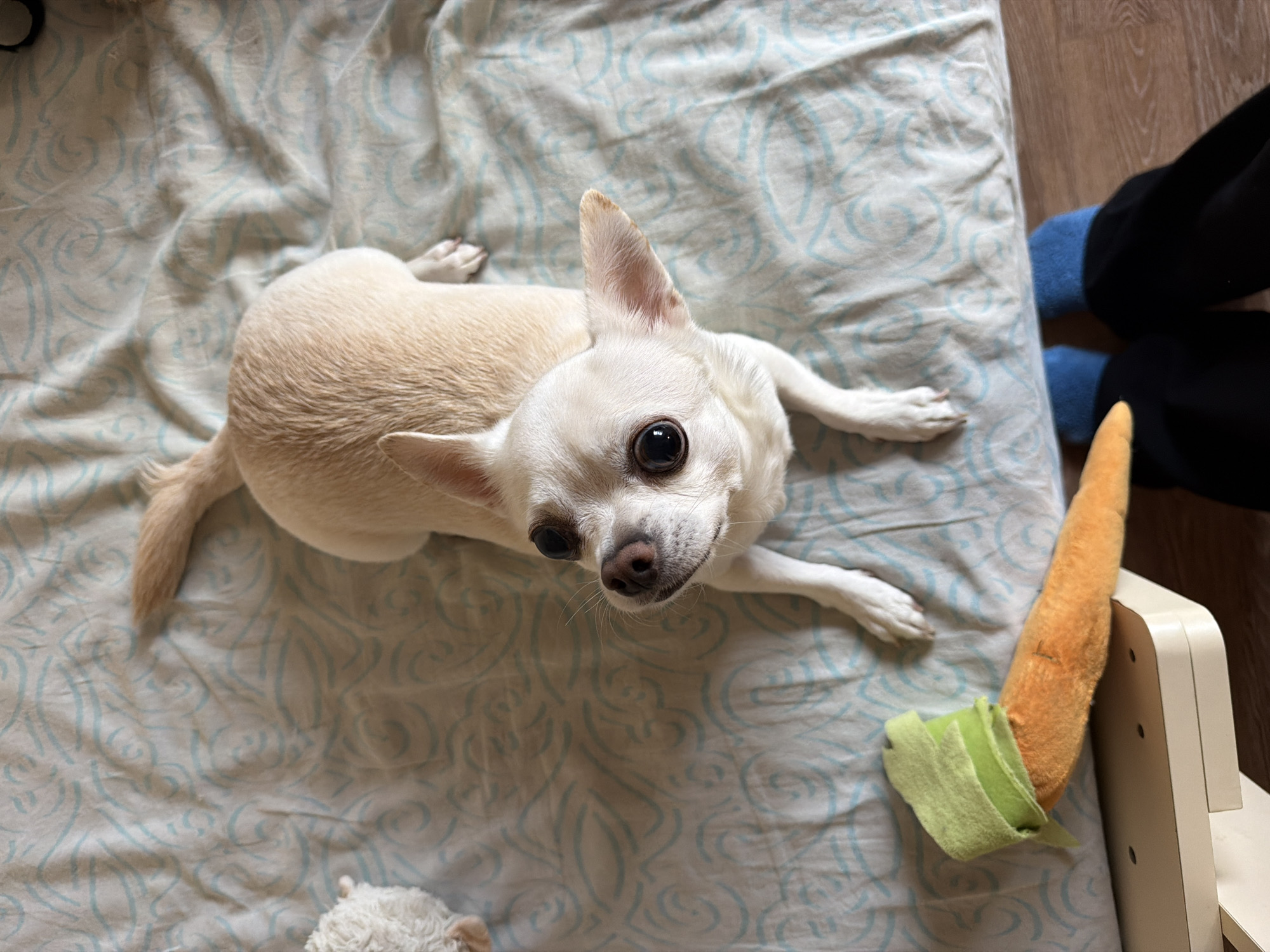 A small, light-colored dog is positioned centrally on a light-toned bedspread with a repeating light blue pattern. The dog, likely a Chihuahua, has short, pale tan fur, large dark eyes, and erect, pointed ears; it is looking directly upwards. Its front paws are extended forward on the wrinkled bedspread. To the upper left, a portion of a fluffy white object, possibly a toy, is visible. In the lower left foreground, an orange plush toy shaped like a carrot with green fabric leaves rests on a cream-colored, possibly plastic, stand featuring multiple circular indentations. Below the stand, a segment of a wooden floor is visible, along with the lower extremities of a person wearing black trousers and blue socks. The indoor setting lacks specific visual cues to confirm the location in the city of Birobidzhan, Russia.