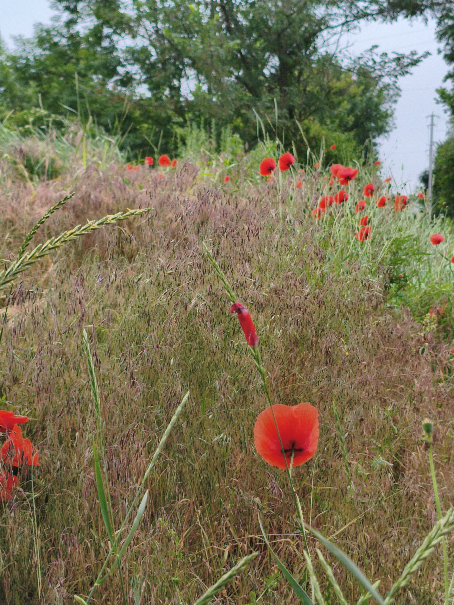 This is a medium shot, eye-level photograph of a field of poppies and tall grasses in Ustyvytsia, Ukraine. The poppies are bright red and are scattered throughout the field. The grasses are a mix of green and brown, with some stalks taller than others. In the background, there are trees and a utility pole. The sky is overcast. The scene is peaceful and serene.