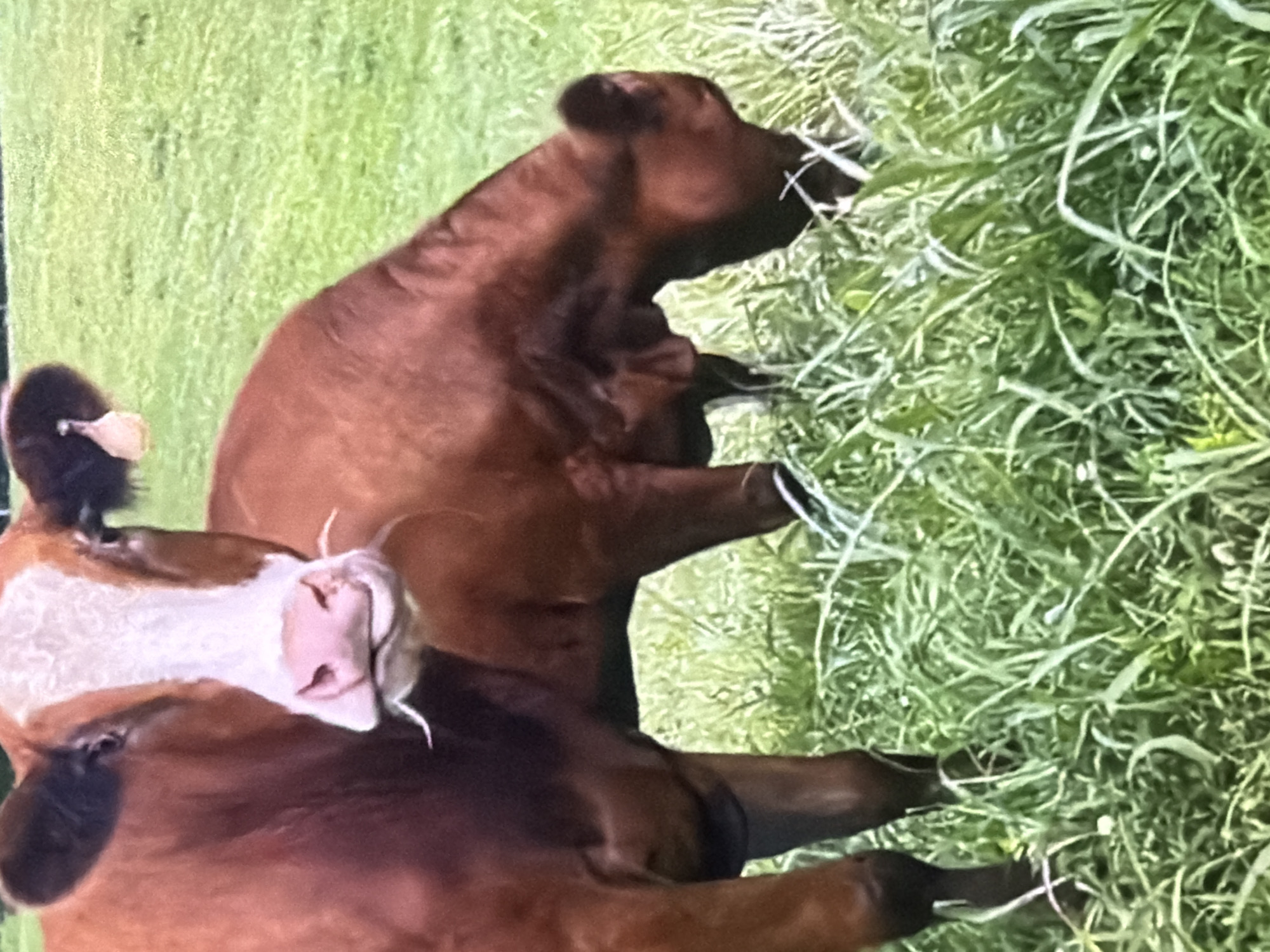 The image depicts two brown cows standing in a grassy field. The cow in the foreground is facing the camera, with its head slightly tilted. It has a white blaze on its face and appears to be chewing. The second cow is in the background, with its head down grazing. The environment is a rural setting, characterized by green grass and a natural landscape. There are no visible signs of urban infrastructure or any indication of the city of Bukuru, Nigeria. The image is an unedited, natural scene of livestock in a field.