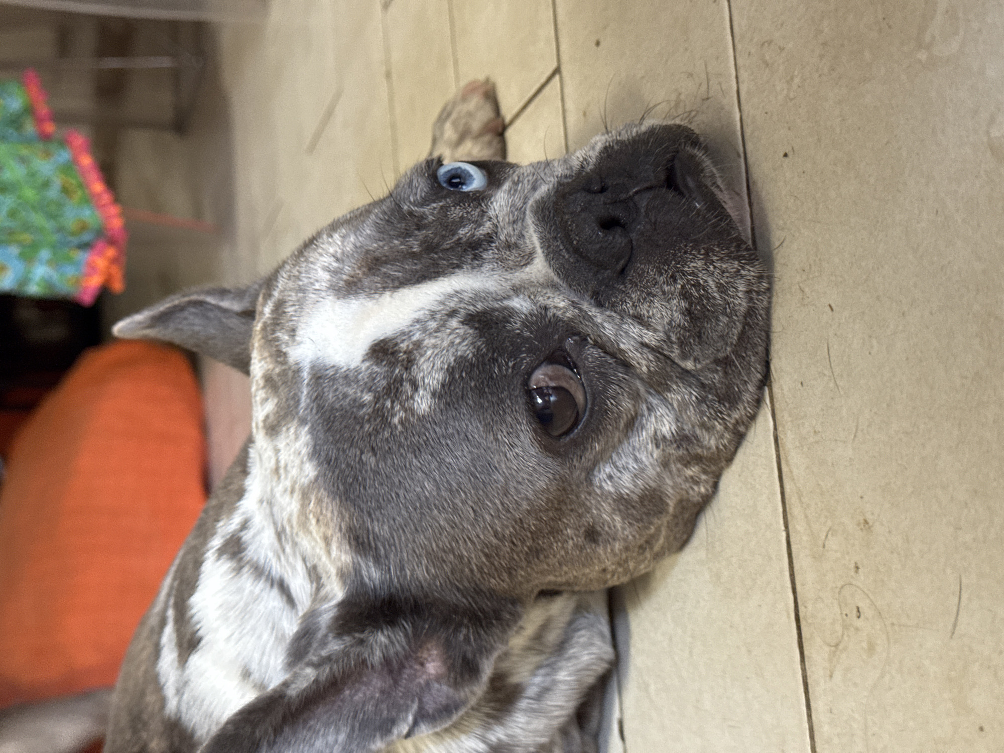 The image shows a close-up, vertically oriented shot of a French Bulldog lying on a tiled floor. The dog has brindle fur with white markings, and one of its eyes is a striking blue. Its nose is black and appears wet. The dog's expression is difficult to discern, but its head is tilted, giving it a somewhat curious or sleepy appearance.
In the background, out of focus, an orange object, possibly a cushion or piece of furniture, is visible on the left. Further back and to the left, a brightly colored fabric with a floral or patterned design and pink trim can be seen, suggesting a home or indoor setting. The floor is made of light-colored tiles, with visible grout lines. A few stray hairs are scattered on the floor.
There is no discernible text in the image. The lighting suggests it could be daytime, possibly indoors. The overall scene conveys a sense of casual domesticity.