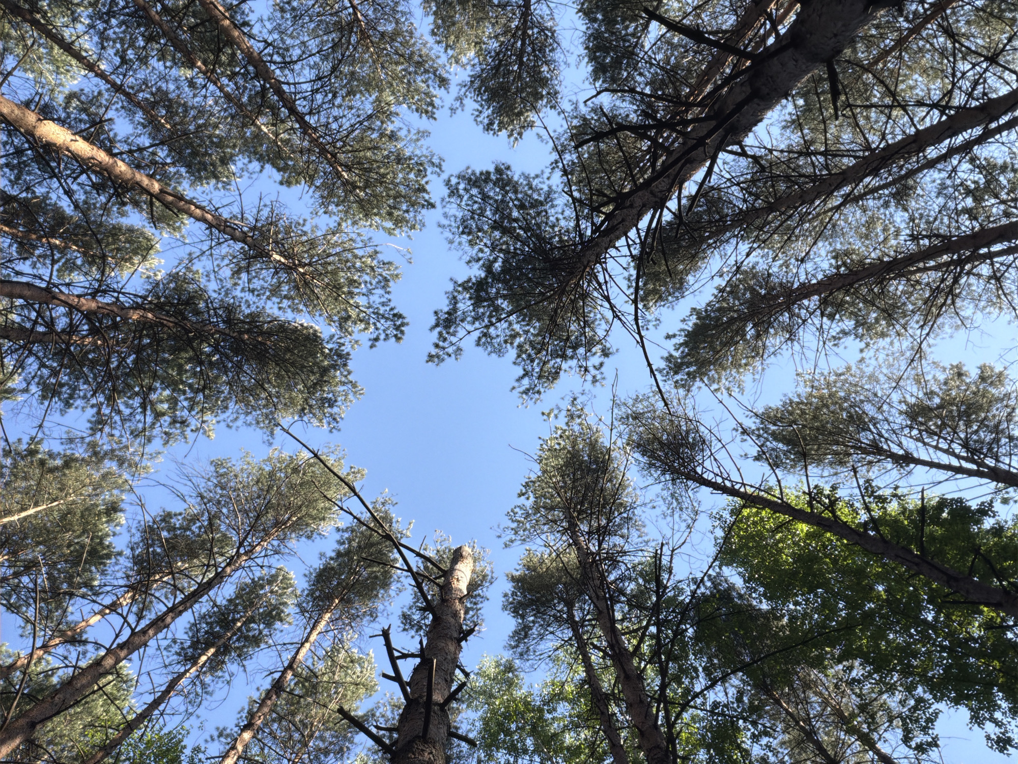The image is a ground-level upward view of a forest. The sky is visible through the gaps between the trees, appearing as a bright blue color. The trees are mostly tall and slender, with green foliage at the top. The trunks are brown, and the branches are thin and twig-like. The view suggests being in the city of Chaikovsky, Russia.