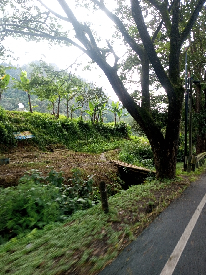 The scene depicts a rural roadside environment in Domphoog_Dungkarchhoeling, Bhutan, under overcast daylight conditions. In the right foreground, a dark gray paved road with a solid white line on its left edge runs diagonally. Immediately adjacent to the road, a large, dark-barked tree, heavily covered in moss, rises from the ground, its multiple branches extending upward and to the left. To the right of this tree, a segment of a metal guardrail is visible, alongside several slender utility poles.
To the left of the road and the large tree, a steep embankment is densely covered in various green vegetation, including grasses, shrubs, and several prominent banana trees characterized by their broad leaves. At the base of this embankment, a cleared area of brown earth forms a dirt path. This path is intersected by a narrow, dark channel or ditch, over which a rudimentary bridge made of several parallel bamboo poles is positioned. Further to the left on the embankment, a piece of blue tarp or fabric is partially visible among the foliage, and two small, cylindrical metal containers are present on the ground near the left edge of the dirt area. The background features densely forested hills or mountains beneath a bright, diffused sky. No individuals are visible, and no specific actions or interactions are depicted.