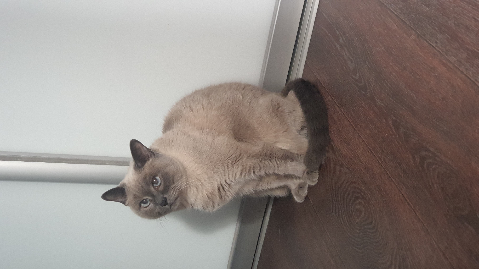 A medium-shot image shows a seal point Siamese cat sitting on a dark wooden floor. The cat is facing left, with its head slightly tilted. It has light brown fur, darker points on its ears and tail, and blue eyes. The cat is positioned in front of a white wall with a vertical silver stripe running down the middle. The floor has a wood grain pattern. The scene appears to be indoors.