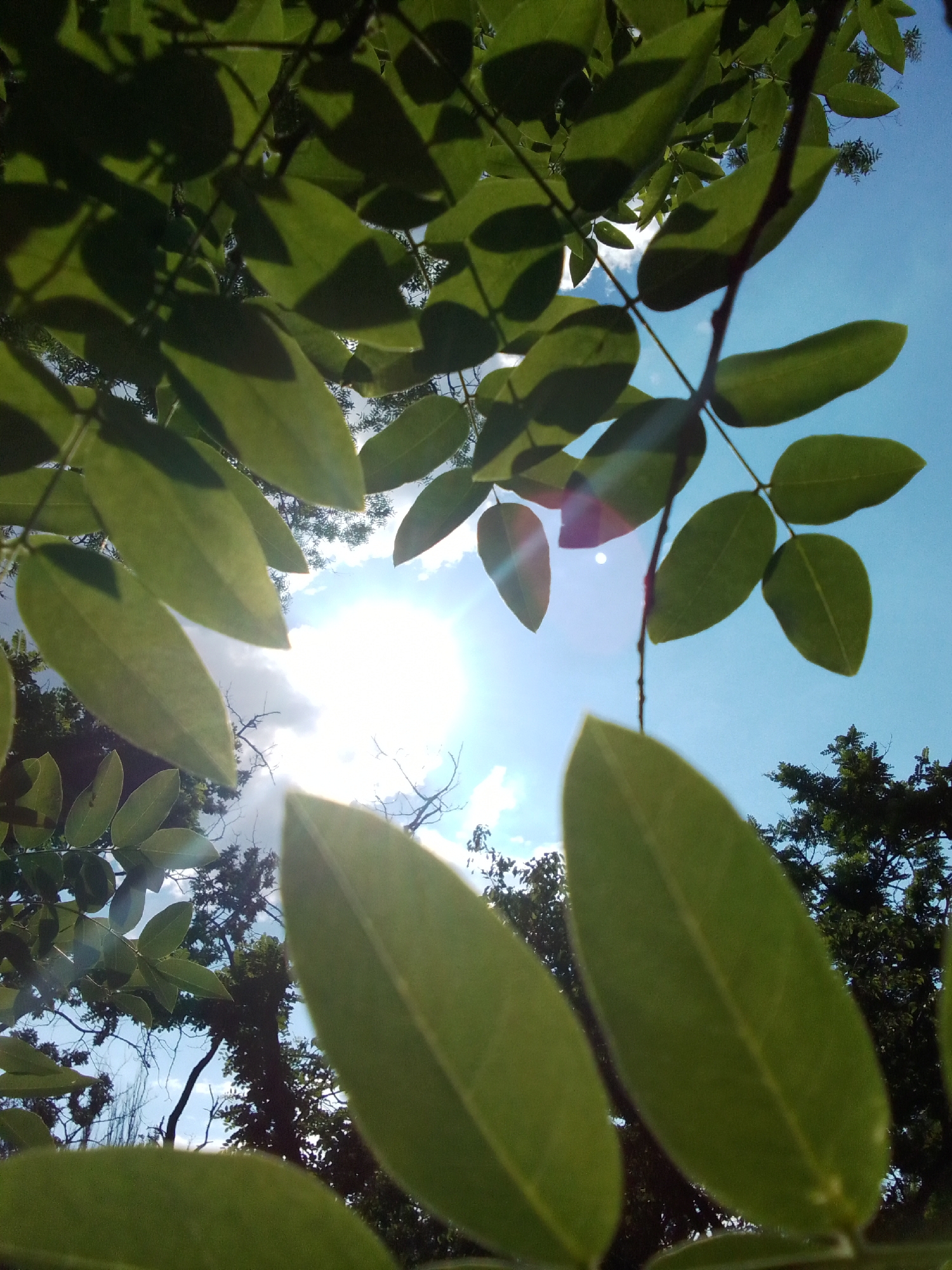 This image is an upward-facing shot taken from below green foliage, looking towards a bright, sunlit blue sky. Several green leaves are in sharp focus in the foreground, appearing to be from a tree branch that extends into the frame. The sun is a bright, blown-out orb in the upper center of the image, with light flares and lens effects emanating from it. In the background, out-of-focus trees are visible against the sky, some with darker foliage and branches silhouetted against the bright background. The overall impression is of a sunny day, with the camera positioned to capture a view through the leaves. There are no people or specific landmarks visible to suggest a city location.