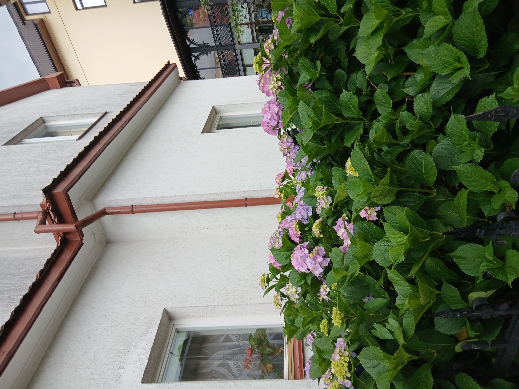 A close-up, low-angle exterior shot shows a white stucco building with a brown roof overhang and downspout. Hydrangeas with pink and purple blooms are in the foreground, obscuring a black wrought-iron fence. To the right, a pale yellow building is visible behind the white one. The image is likely from Truskavets, Ukraine, a city known for its spas and natural springs.