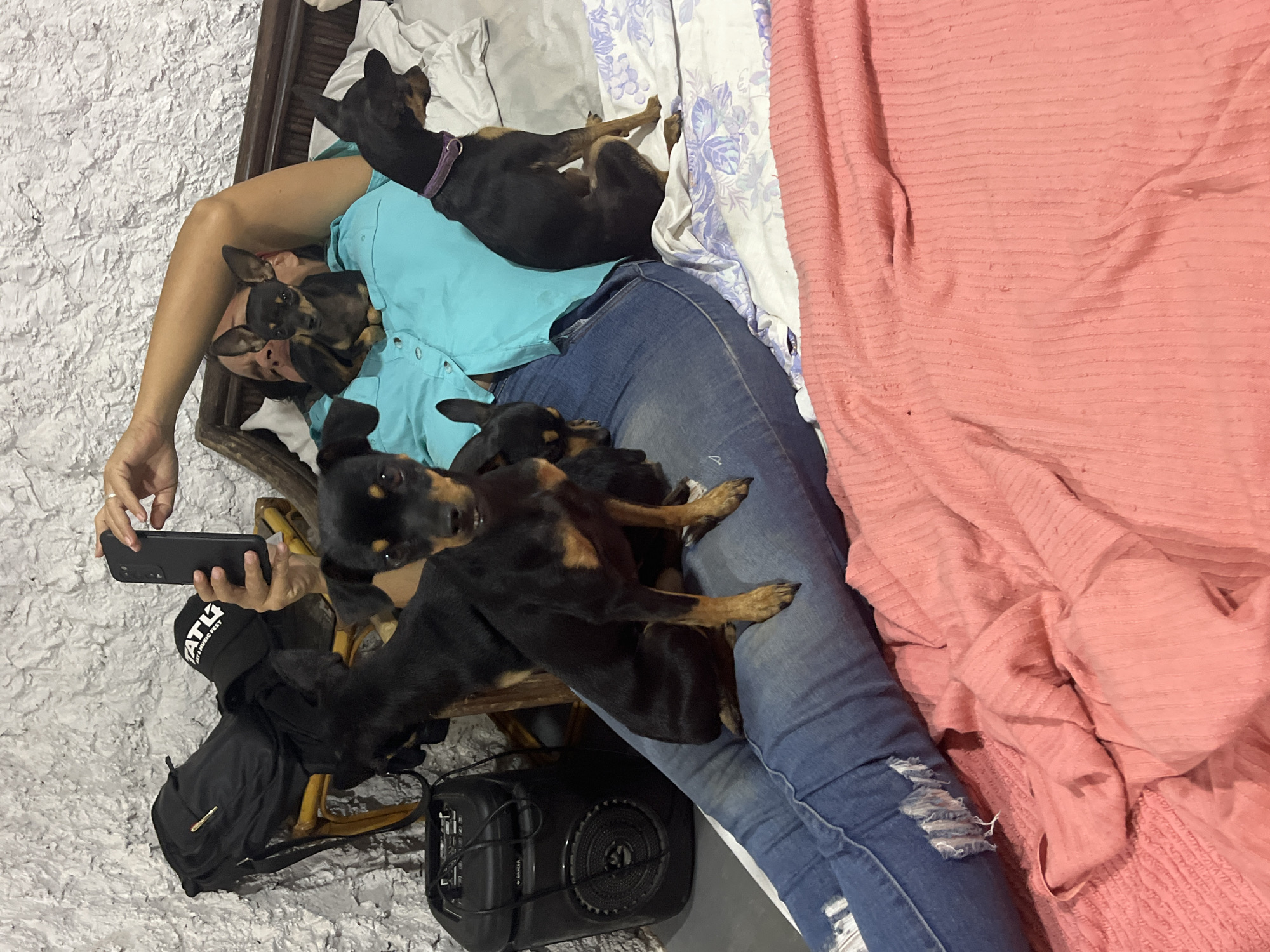 A high-angle, indoor shot captures a person lying down, surrounded by several small black and tan dogs. The individual is wearing a light blue short-sleeved top and distressed blue jeans, with their head resting on a patterned light purple and white sheet. Their left hand holds a black smartphone, suggesting they are engaged with the device.
Multiple small dogs, appearing to be a compact breed like a Miniature Pinscher or Dachshund mix, are scattered across the person's body. One dog is on the person's chest, another on their stomach, and two more are draped over their legs. A fifth dog's head is visible near the person's hand holding the phone. All dogs share a distinct black and tan coloration.
The setting is domestic, characterized by a textured, white wall on the left and a wooden frame of what appears to be a bed or chair. A crumpled, textured pink blanket or bedspread covers a large portion of the right side of the image.
Other objects include a black backpack and a black cap with the white text "ATLU MUSIC FEST" near the person's left hand. Below their legs, a black portable speaker is visible, displaying the brand name "BAGERA." The scene conveys a relaxed and affectionate atmosphere, highlighting the close bond between the person and their canine companions during a leisure moment in Juan Griego, Venezuela.