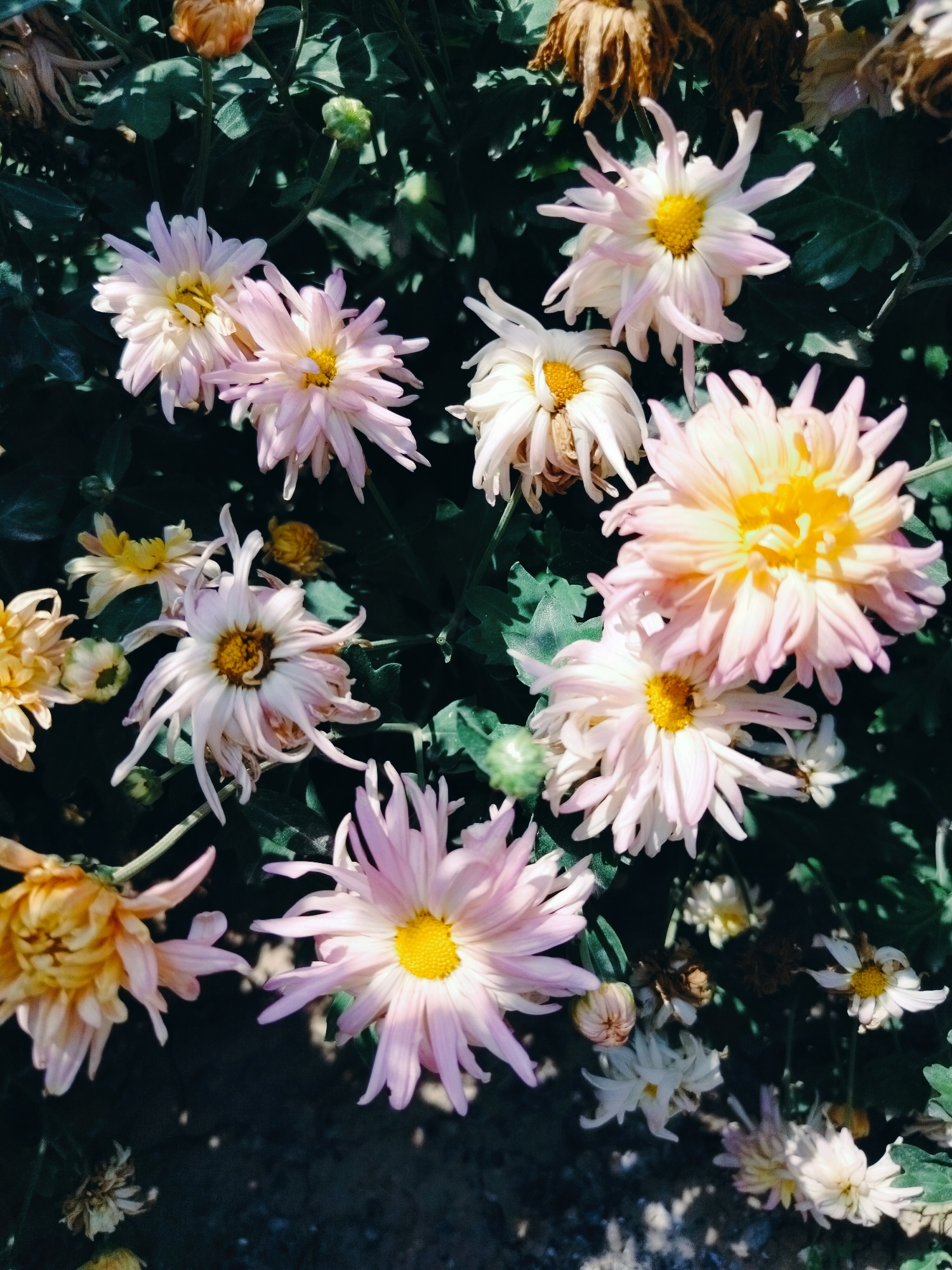 The image displays a close-up, overhead view of a cluster of chrysanthemums in bloom. The flowers exhibit a variety of petal shapes and sizes, with colors ranging from pale pink and cream to soft yellow and a few with dried, brown petals. The central disks of the flowers are typically yellow. The background consists of dark green foliage and shadows, suggesting an outdoor setting. There are no people, animals, or man-made objects visible in the frame. The scene appears to be a natural arrangement of flowers, likely in a garden or park, with no specific identifiable landmarks that would place it in Қарабұлақ, Kazakhstan.
