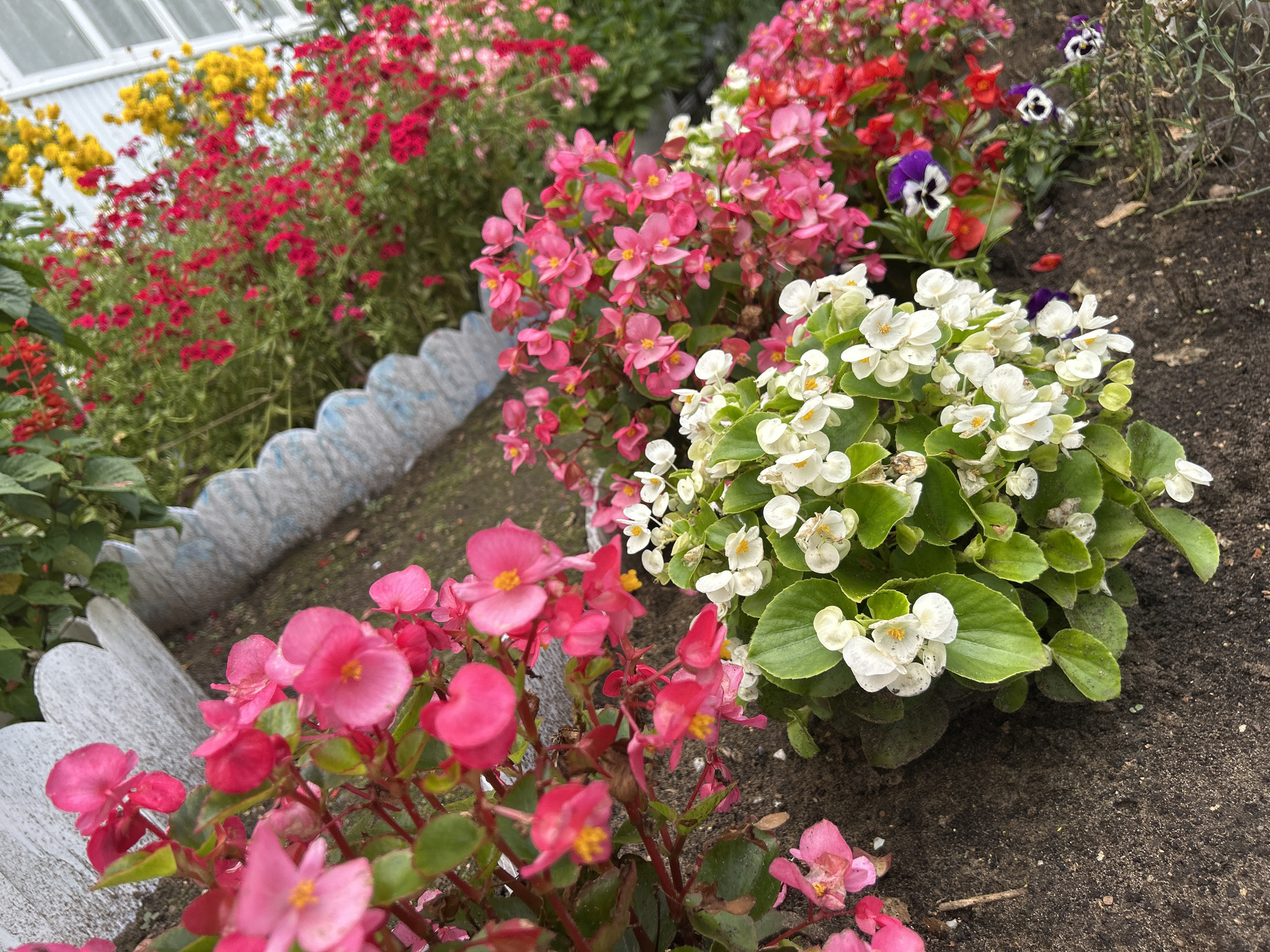 The image shows a close-up view of a flowerbed in Noviy, Russia. The foreground features a dense arrangement of white and pink begonias, with their green leaves interspersed among the blooms. The begonias are planted in dark soil, and some small pansies with dark purple and white markings are visible towards the right side of the frame. In the background, a row of red and yellow flowers are in bloom, behind a decorative white scalloped border. The flowers appear to be in a garden or park setting, likely in a residential area or public space within Noviy. No people or animals are visible in the image.