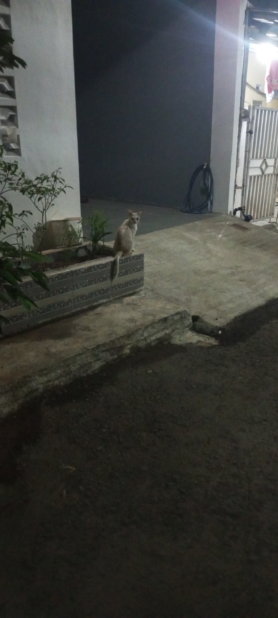 An uncropped, full shot shows a ginger-colored cat sitting on the edge of a decorative planter box, which is tiled with a mosaic pattern of gray, white, and blue rectangular tiles. The planter contains several small plants. The cat is looking towards the viewer with a neutral expression. Behind the planter, a dark gray wall forms the background. To the right of the wall, there is a white pillar and a metal gate with a diamond pattern. A black fan is visible on the ground near the wall. The ground in the foreground is concrete and appears somewhat uneven and dark, with shadows cast from the surrounding structures. The overall lighting suggests it is either dusk or nighttime. The scene appears to be an outdoor area adjacent to a building, possibly a residence, in Lubangbuaya, Indonesia.