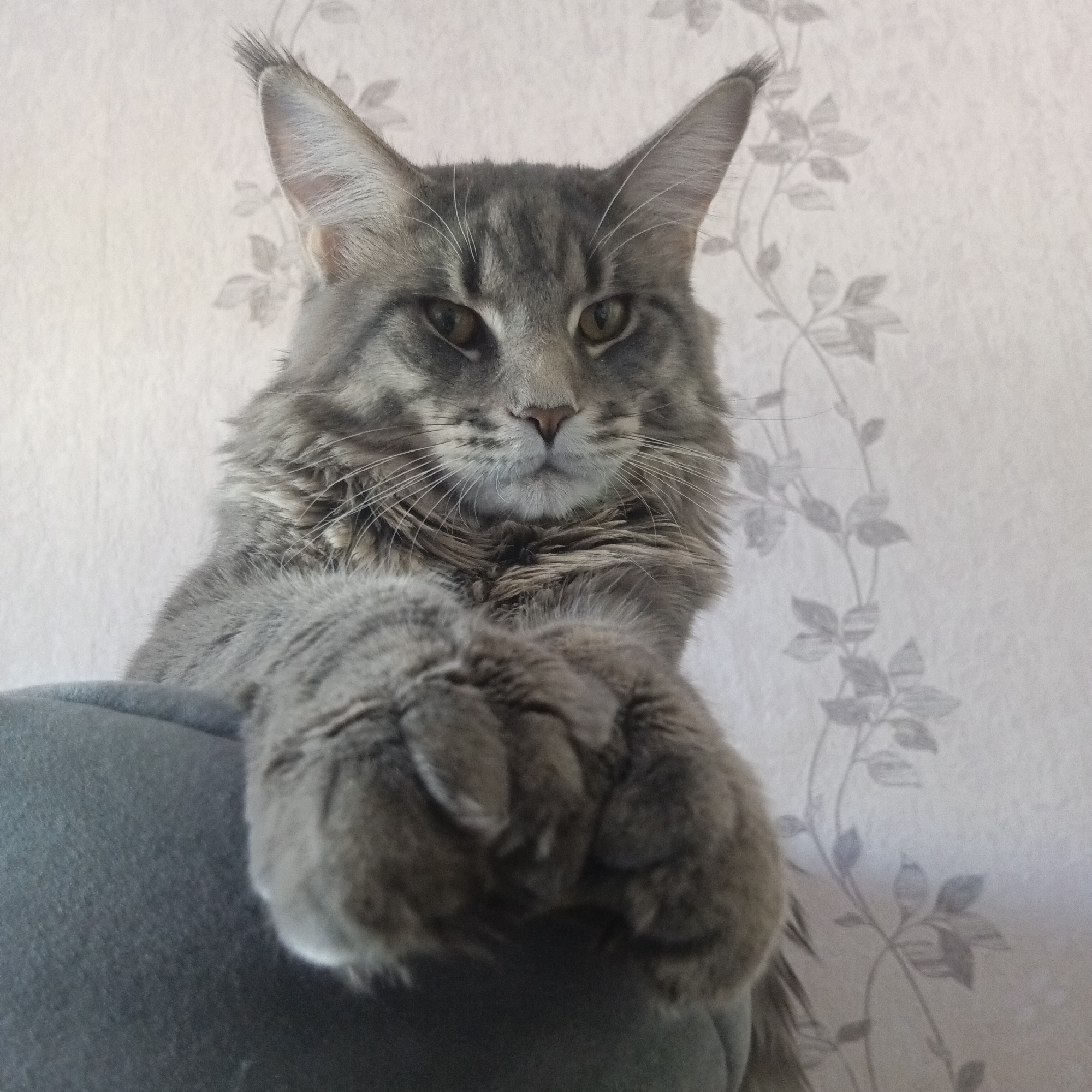 A gray Maine Coon cat is resting on top of a blue-gray cushion. The cat's large paws are resting on the edge of the cushion, facing the camera. The background is a light-colored wall with a floral pattern. The location is Chaikovsky, Russia.