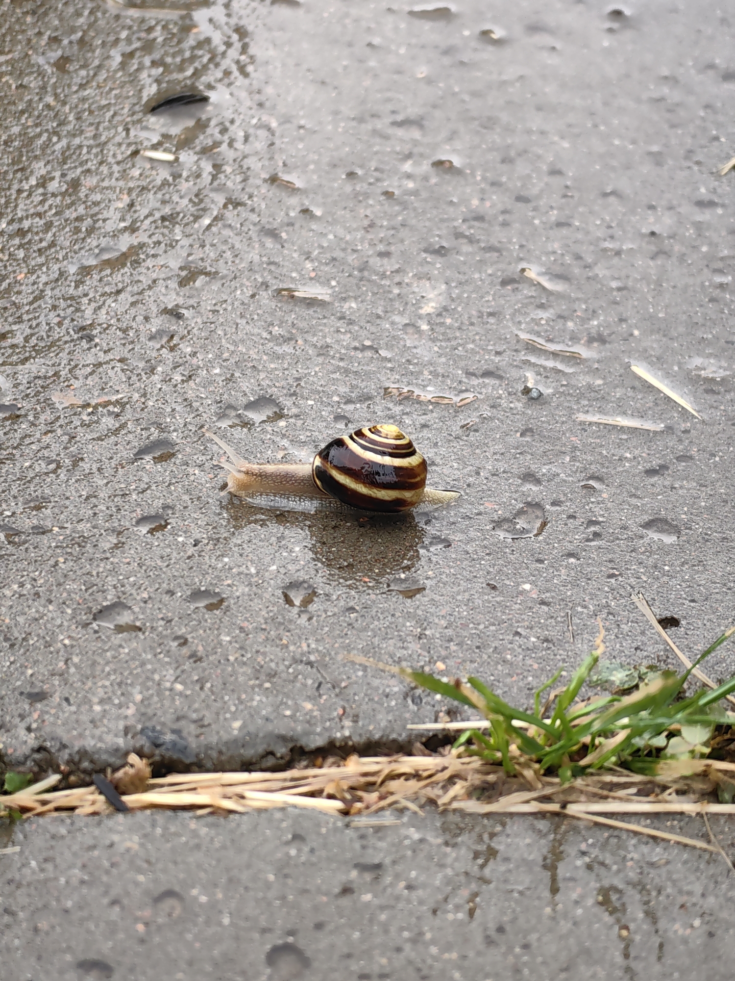 A snail is slowly moving across a wet, grey asphalt surface. The snail has a brown and yellow striped shell and a light-colored body. Several small puddles are visible on the asphalt, indicating recent rain. In the foreground, there is a strip of dry grass and a crack in the asphalt, with some green grass growing out of it. The image is an outdoor scene in the city of Fanipal, Belarus.