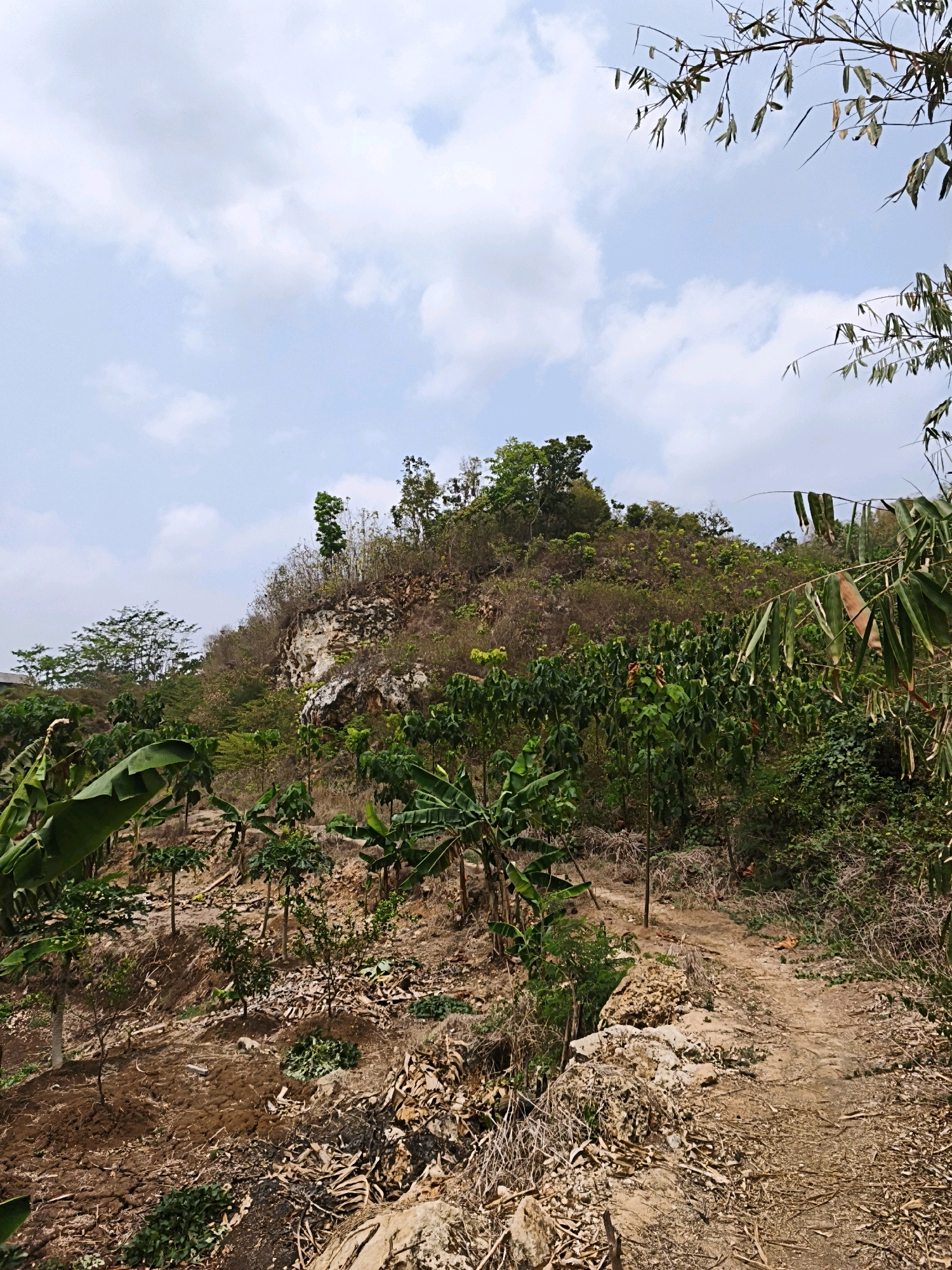 The image depicts a hilly landscape with sparse vegetation and a dry, rocky terrain, indicative of a tropical or subtropical climate. In the foreground, banana plants with their characteristic large leaves are visible, suggesting cultivation. The middle ground features a mix of young trees and shrubs, some appearing to be fruit-bearing, interspersed with dry leaves and debris. A dirt path winds its way up the slope. The background is dominated by a steep, rocky hill with patches of dry grass and scattered trees. The sky above is partially cloudy with a light blue hue. The overall impression is of a rural or semi-arid agricultural area. The specific location in Kalipucang, Indonesia, suggests a region known for its natural beauty and potentially agricultural activities, possibly involving fruit cultivation.