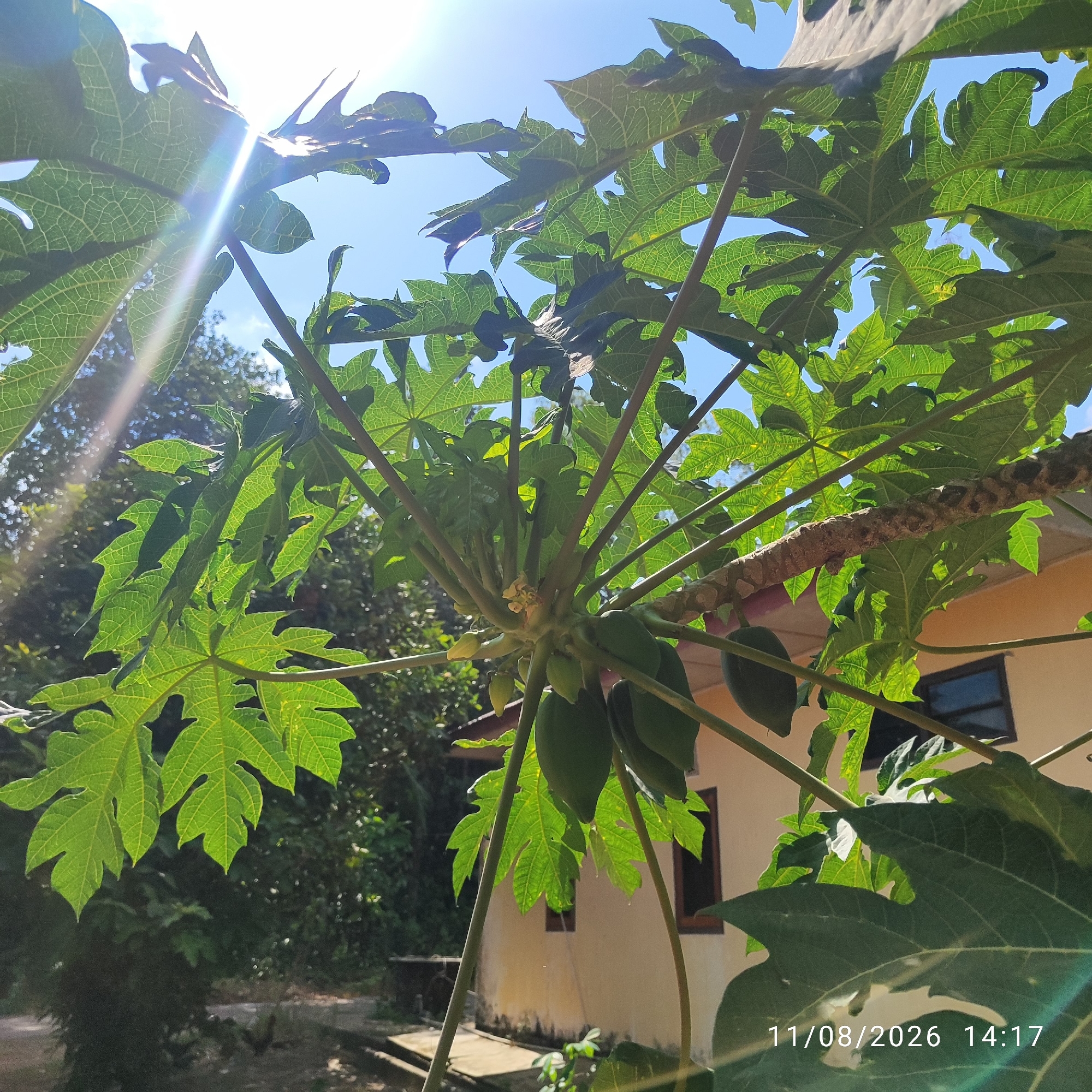 An outdoor, eye-level shot captures a papaya tree with its leaves and developing fruit under a bright, sunny sky. The image is dominated by the lush green of the papaya leaves, some of which are backlit by the sun, creating a vibrant, almost translucent effect. Several small, green papayas are visible, clustered near the center of the tree. In the background, a light-colored building with dark-trimmed windows is partially visible, suggesting a residential setting. The overall environment appears to be a garden or yard in a tropical or subtropical climate. The timestamp "11/08/2026 14:17" is superimposed on the lower right portion of the image.