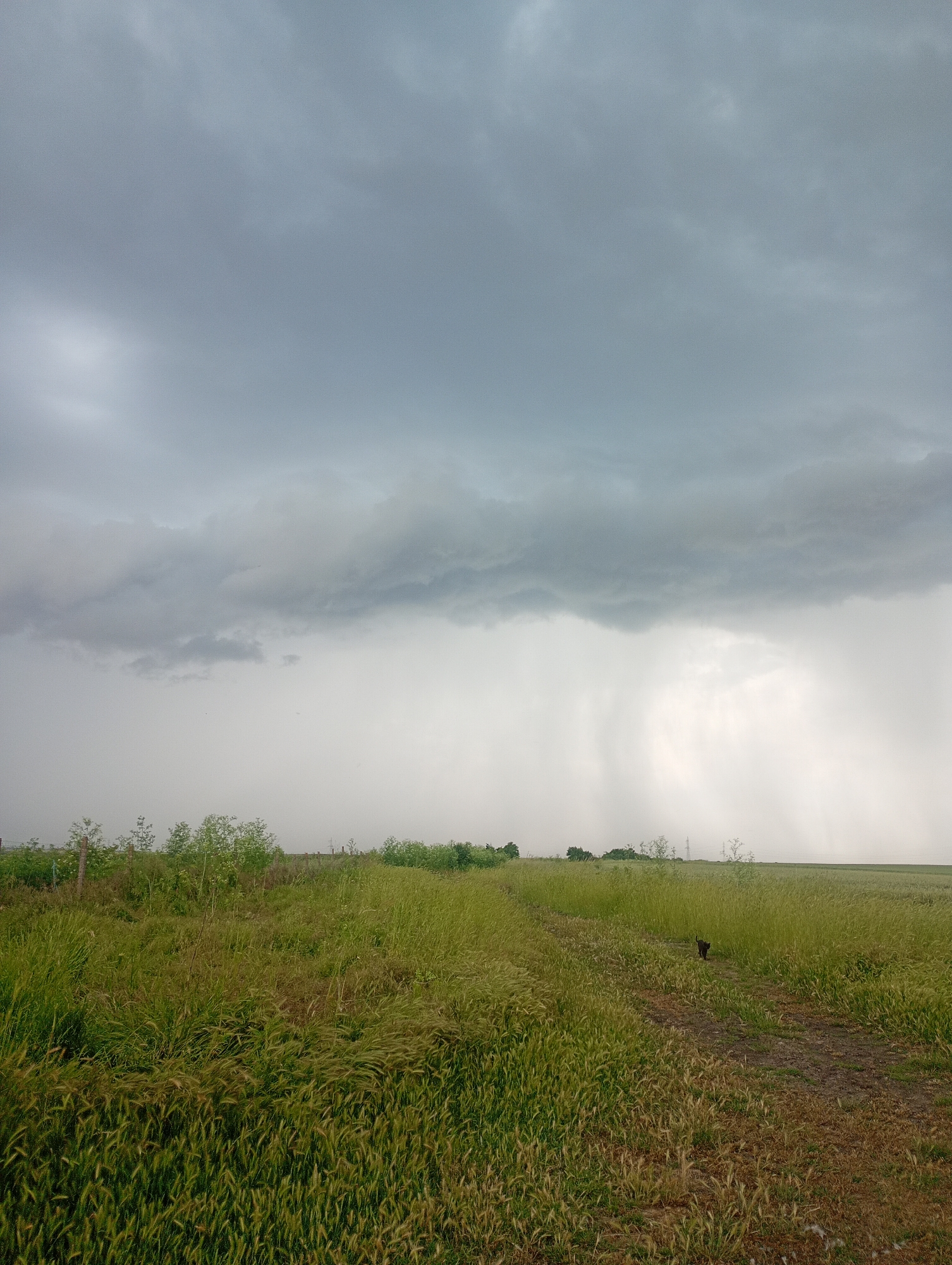 The image shows a rural scene under a stormy sky. Rain is falling in the distance. In the foreground is a field of tall, green and brown grass. A dirt track cuts through the field. In the middle of the track is a dark object, possibly a small animal. A line of shrubs and small trees is visible in the midground, marking a boundary. Beyond that, the field extends to the horizon. There are power lines in the distance. The location is outdoors, in a field near the city of Roza, Bulgaria.