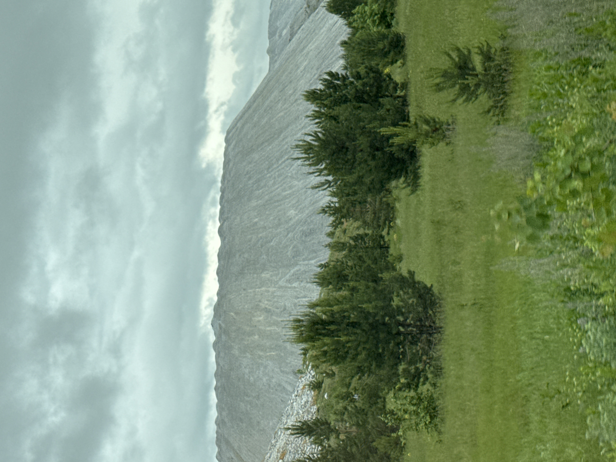 The image depicts a vast, gray slag heap in the background, forming a dominant, undulating mountainous landscape. In the foreground and midground, a dense collection of evergreen trees, primarily pine, creates a green buffer zone against the barren mound. The trees vary in size and density, with some appearing as mature specimens and others as smaller saplings. The ground beneath the trees is covered in lush green grass, with some patches of wildflowers or other vegetation interspersed. The sky above is overcast with heavy, gray clouds, suggesting a cloudy or possibly inclement weather day. The overall scene conveys a sense of industrial impact on the natural environment. This specific landscape is located in the city of Lomovka, Russia.