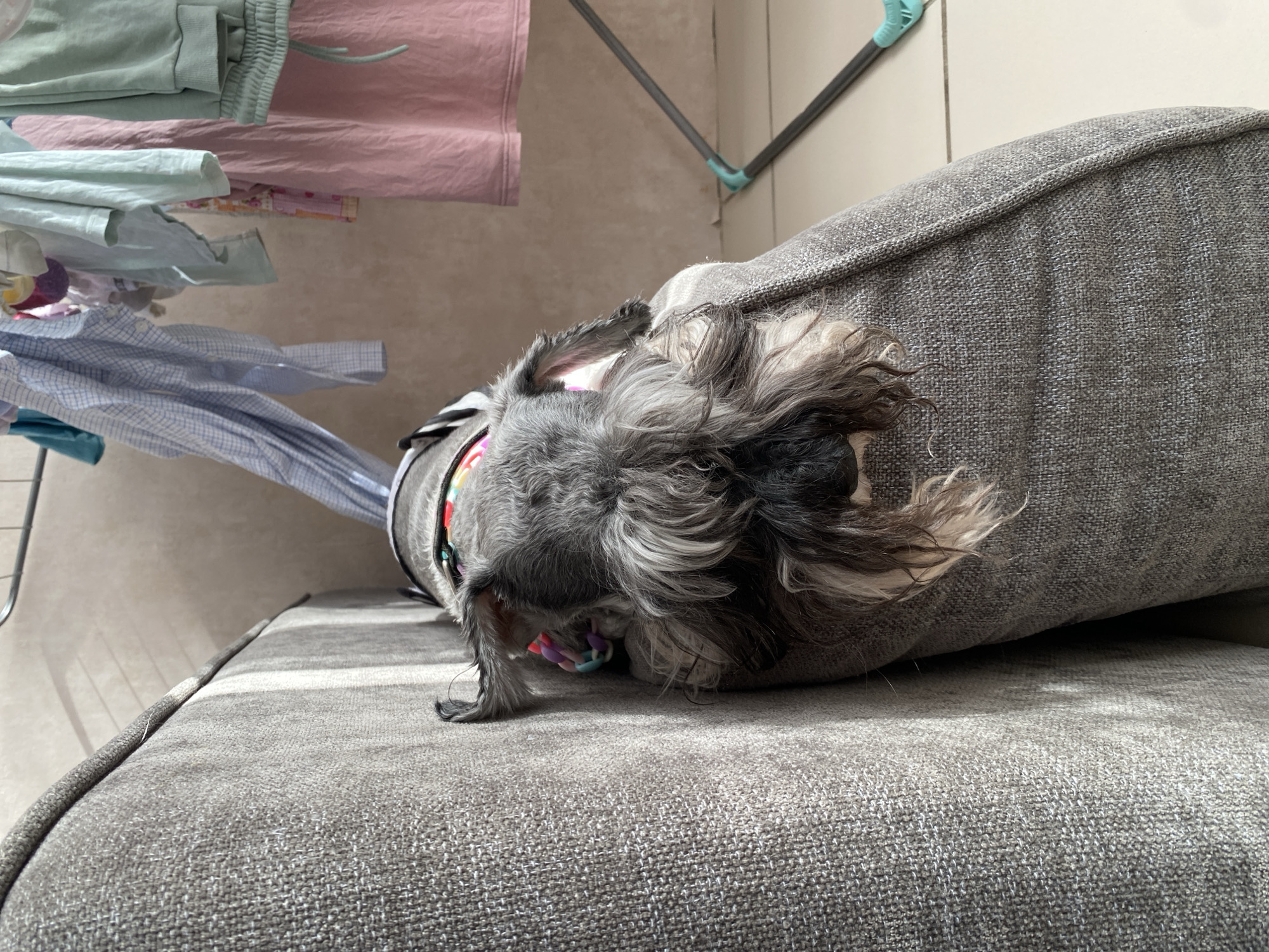 A gray and white Schnauzer-mix dog rests on a gray fabric couch. The dog is positioned with its head on the couch cushion. The dog is wearing a multi-colored collar. A clothes drying rack, with clothes hanging, is positioned in the background. The location appears to be indoors. There is no evidence the photo was taken in Chaikovsky, Russia.