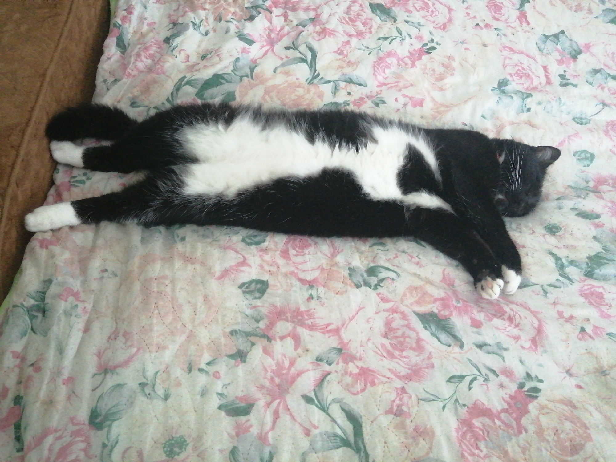 A black and white cat is lying stretched out on a floral-patterned duvet. The cat is on its back with its paws extended. Its fur is predominantly black with white markings on its chest, belly, and paws. The duvet has a pattern of pink and white roses with green leaves. The scene appears to be indoors, possibly on a bed. There are no people or other animals visible in the image. There is no information in the image to indicate a specific location in Slonim, Belarus.